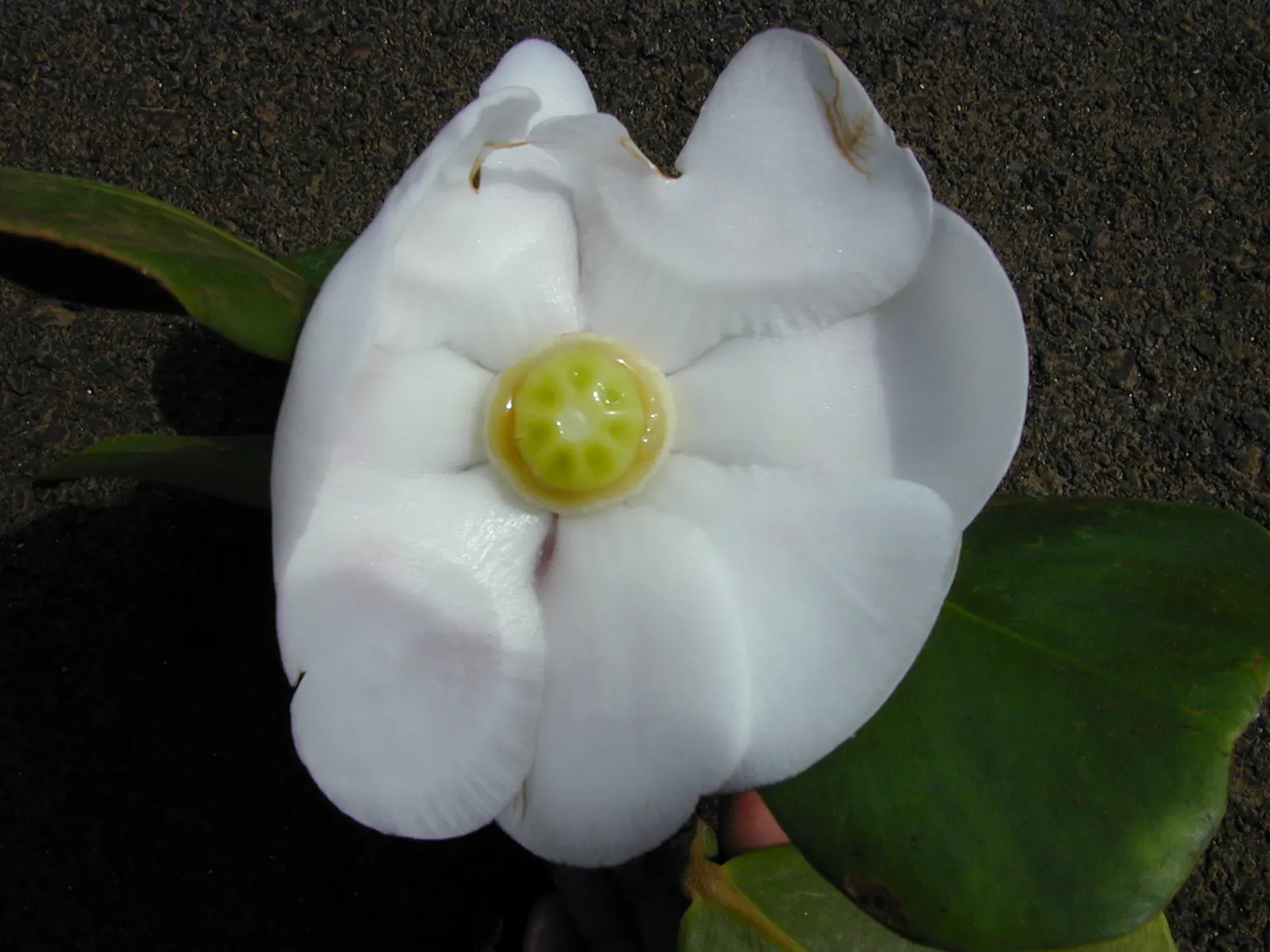 Autograph Tree (Clusia rosea) — coupled with its aesthetic and functional benefits; blooming occurs from spring into summer, image 62