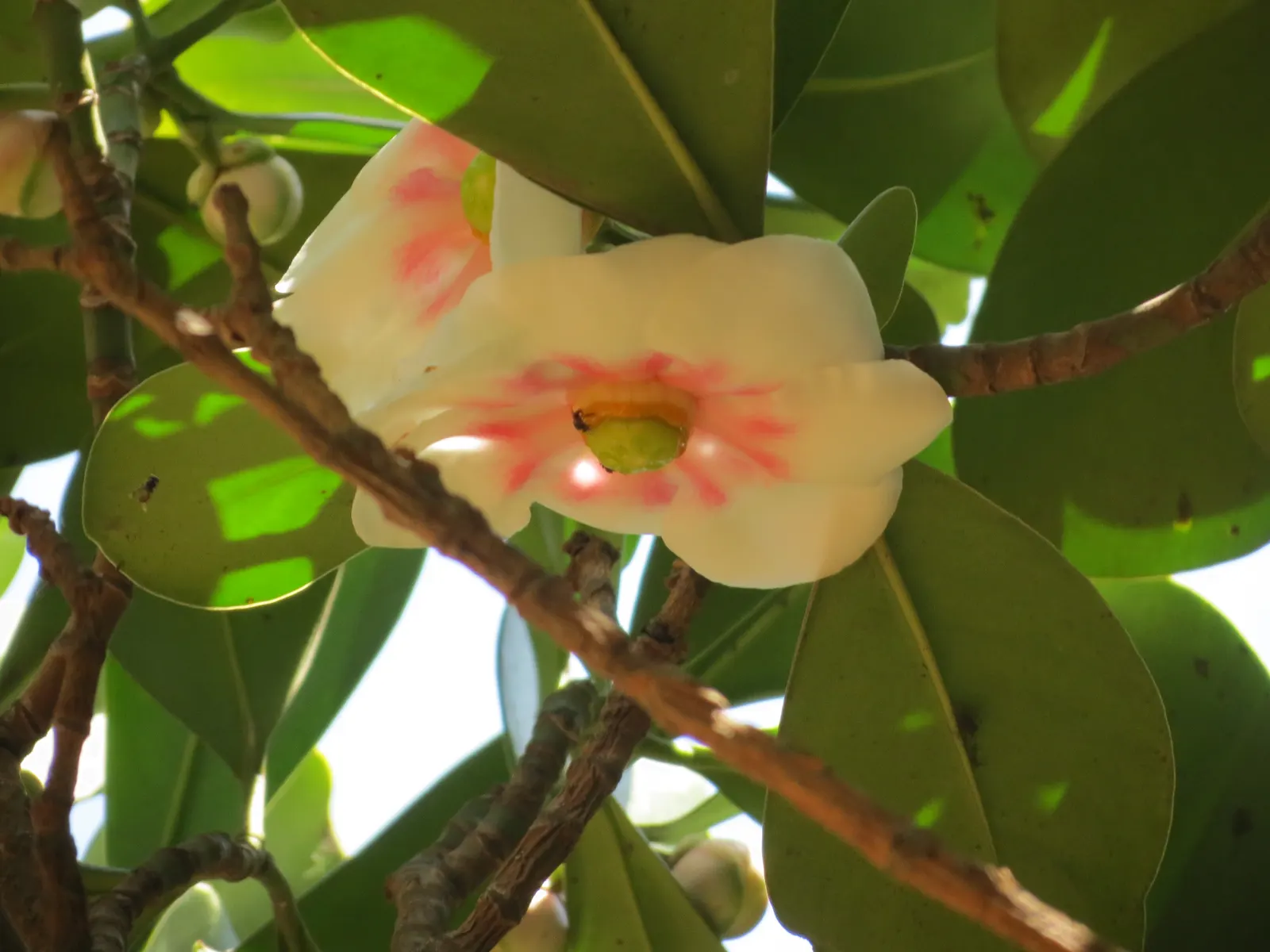 Autograph Tree (Clusia rosea) — shrub / tree with white blooms; and poor soil conditions with ease