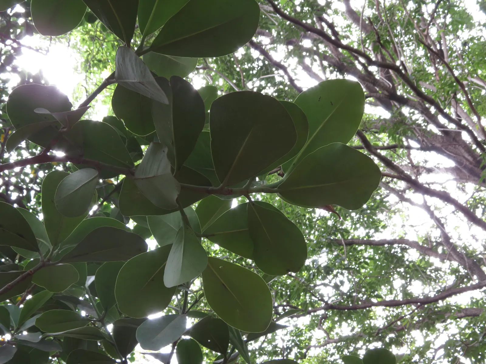 Autograph Tree (Clusia rosea) — showcasing charming pink to white flowers; scientifically known as Clusia rosea