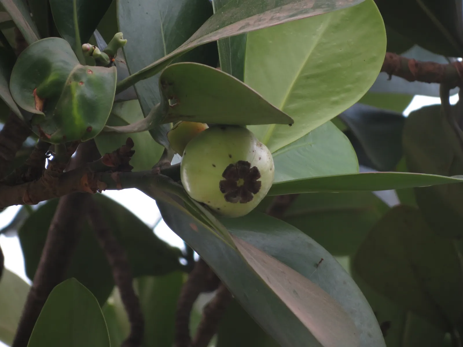 Autograph Tree (Clusia rosea) — Clusia rosea thrives in USDA hardiness zones 10 through 12 and enjoys full to partial sun exposure; autograph Tree, image 54