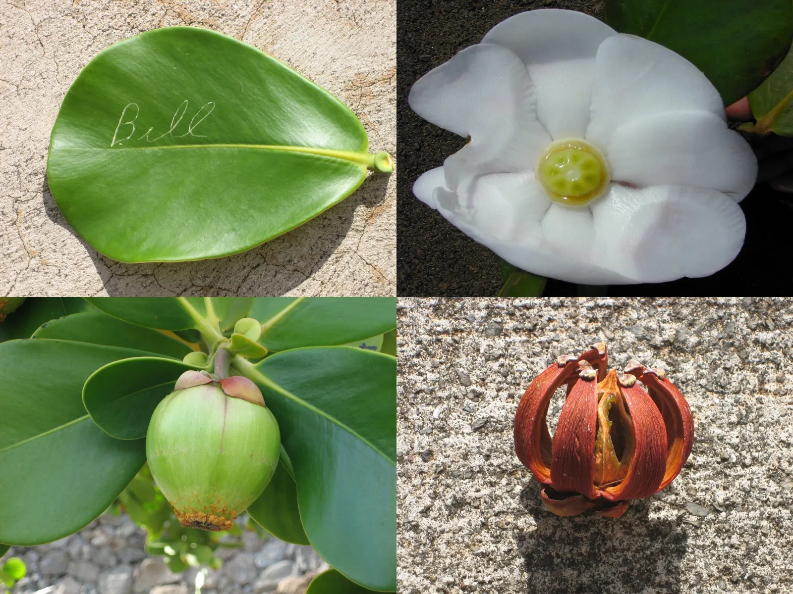 Autograph Tree (Clusia rosea) — shrub / tree for full or half