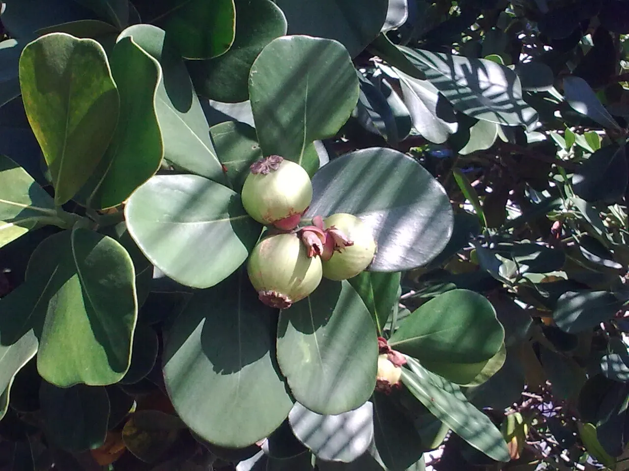 Autograph Tree (Clusia rosea) — Known for its resilience, it thrives in full sun to partial shade and can reach 25 to 40 feet in height; with a, image 68