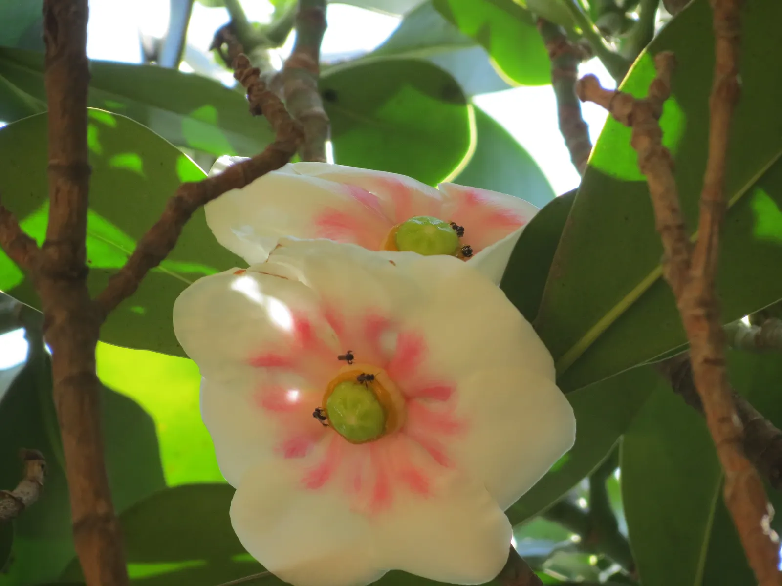 Autograph Tree (Clusia rosea) — This tropical native features thick, leathery leaves that grow up to 8 inches in length