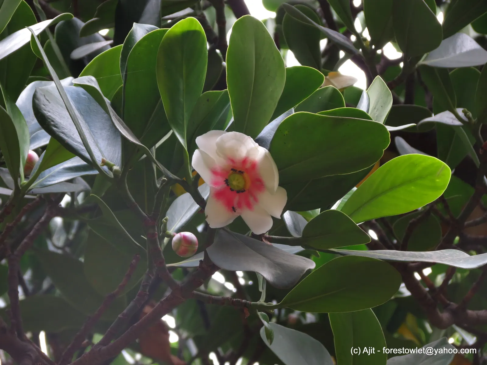 Autograph Tree (Clusia rosea) — requiring occasional trimming to maintain shape and remove any unwanted seedlings