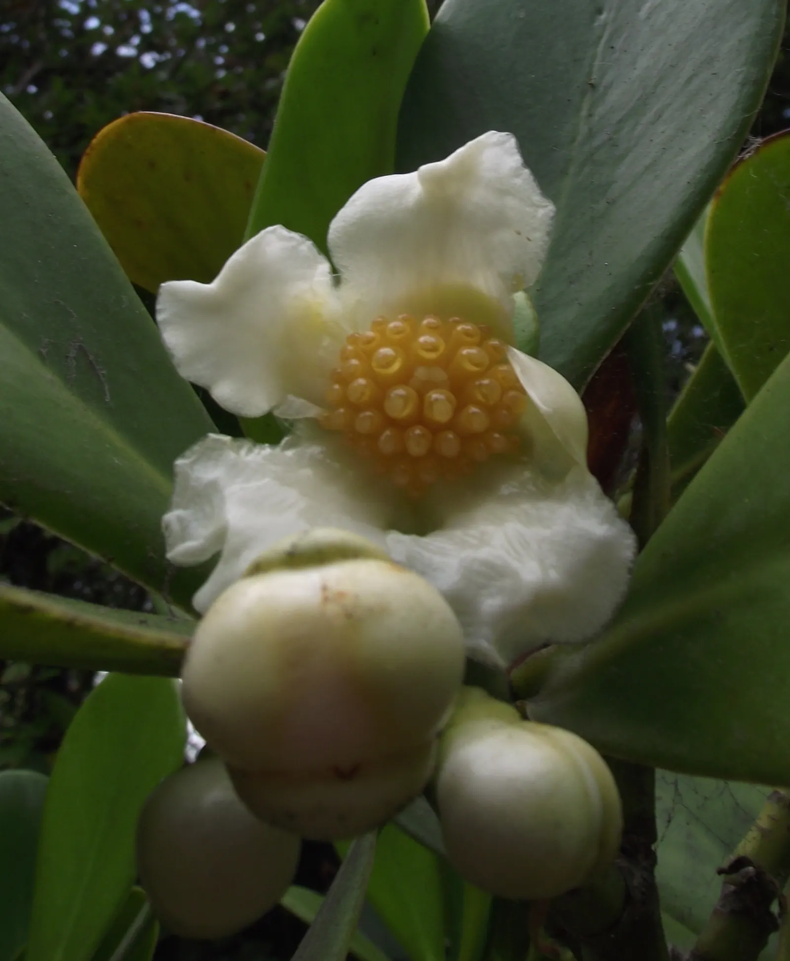 Autograph Tree (Clusia rosea) — is a versatile and hardy evergreen well-suited for creating striking landscape designs; this tropical native, image 52