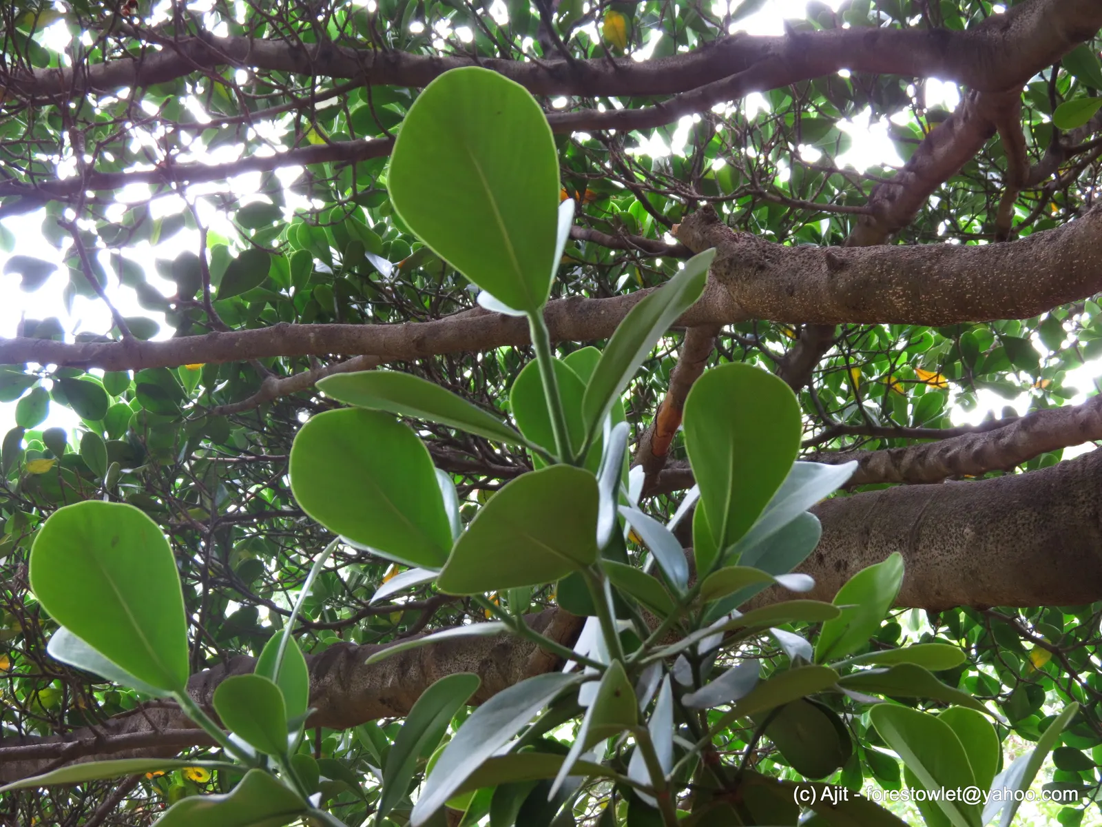 Autograph Tree (Clusia rosea) — scientifically known as Clusia rosea; known for its resilience, it thrives in full sun to partial shade and can, image 51