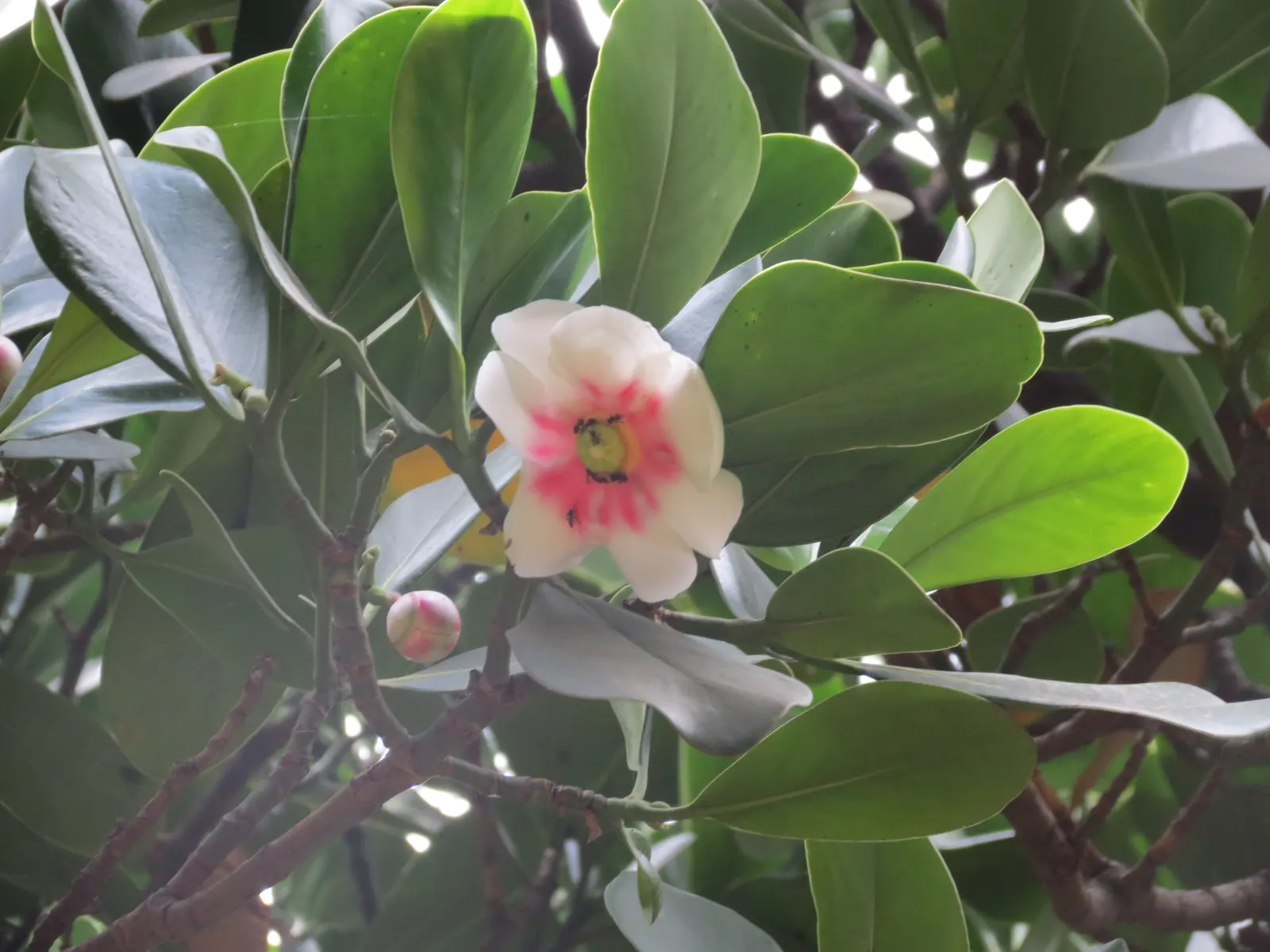Autograph Tree (Clusia rosea) — showcasing charming pink to white flowers