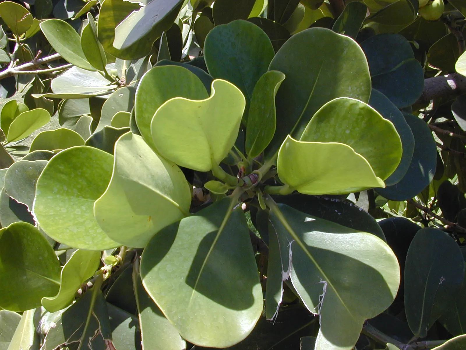 Autograph Tree (Clusia rosea) — Known for its resilience, it thrives in full sun to partial shade and can reach 25 to 40 feet in height; with a, image 46