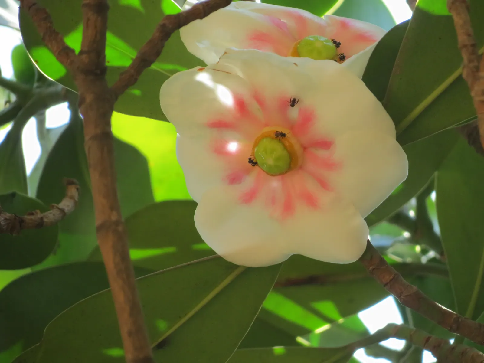 Autograph Tree (Clusia rosea) — and requires minimal maintenance once established