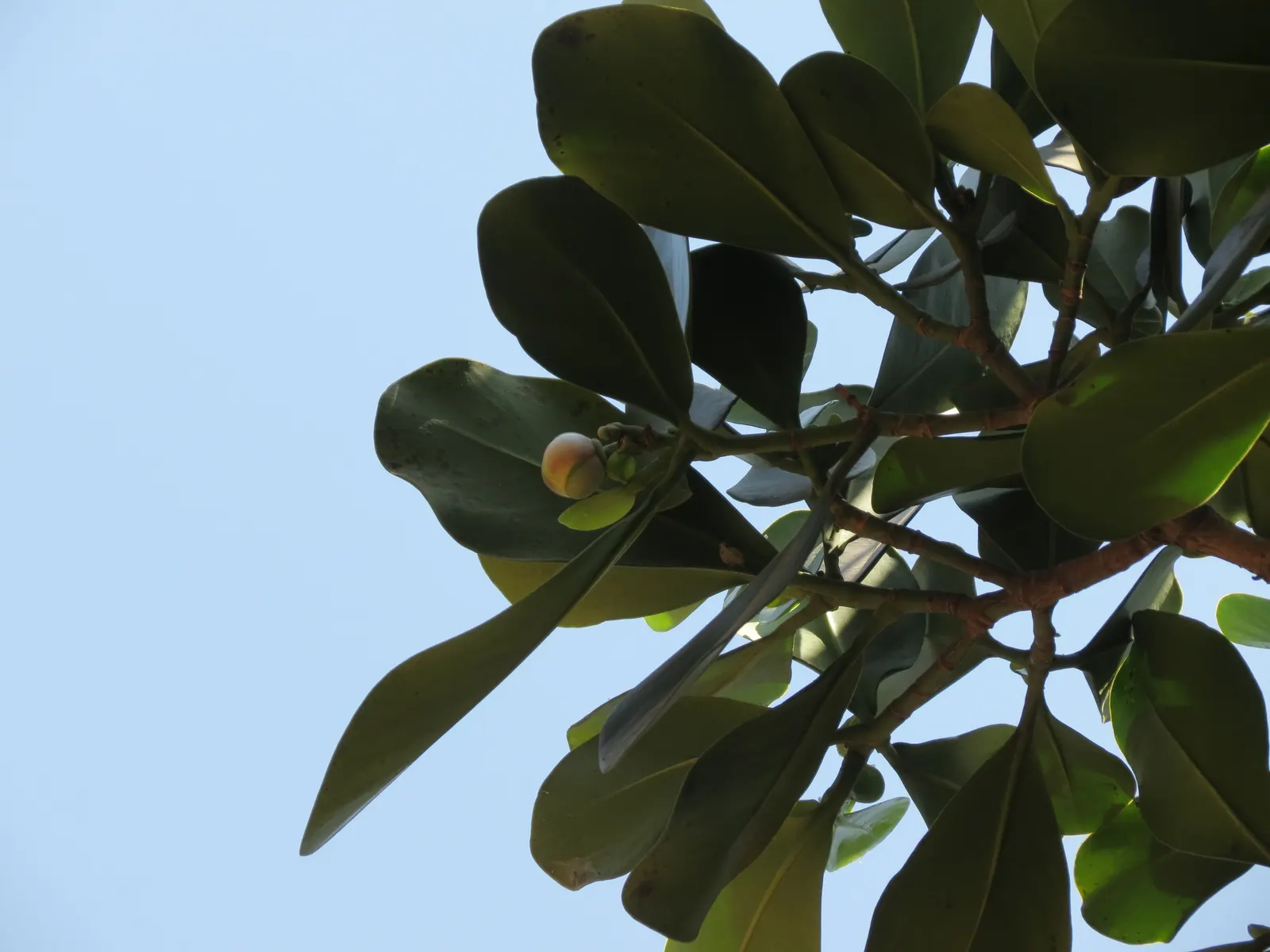 Autograph Tree (Clusia rosea) — which transition into green fruits that darken over time.<br><br>Maintenance is minimal; showcasing charming pink to white
