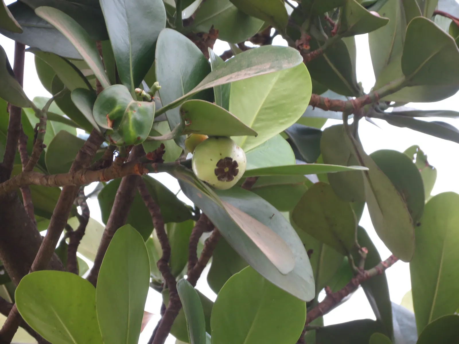Autograph Tree (Clusia rosea) — shrub / tree with white blooms; and poor soil conditions with ease, image 65