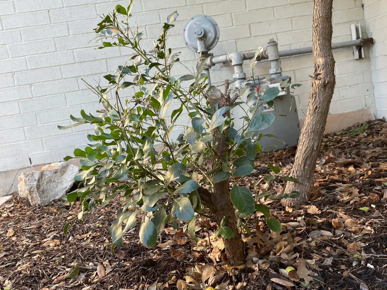 Texas Mountain Laurel (Sophora Secundiflora) — it is an excellent choice for gardens where manageable sizes are preferred; it is drought-tolerant, image 60