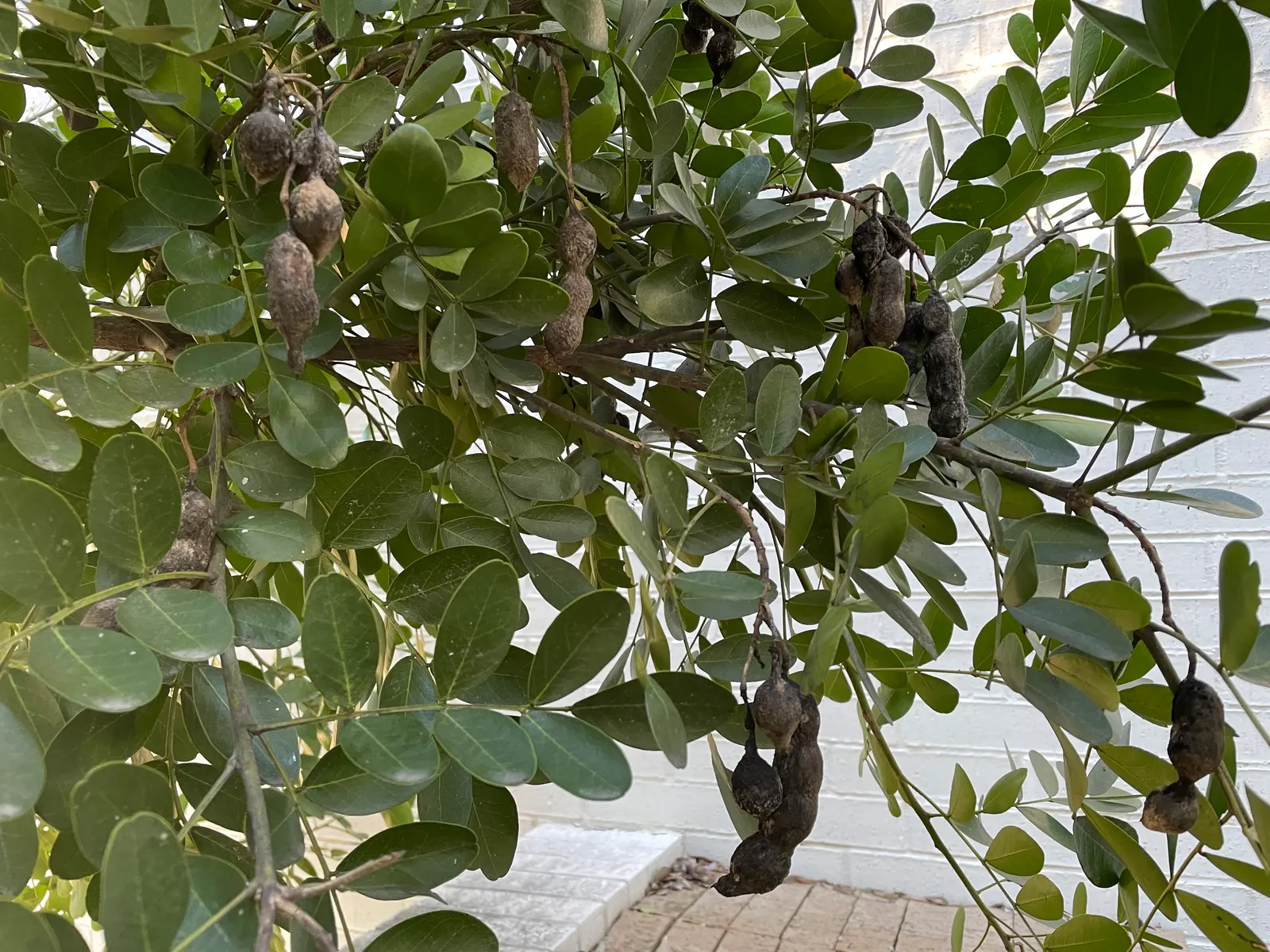 Texas Mountain Laurel (Sophora Secundiflora) — it is an excellent choice for gardens where manageable sizes are preferred; it is drought-tolerant once