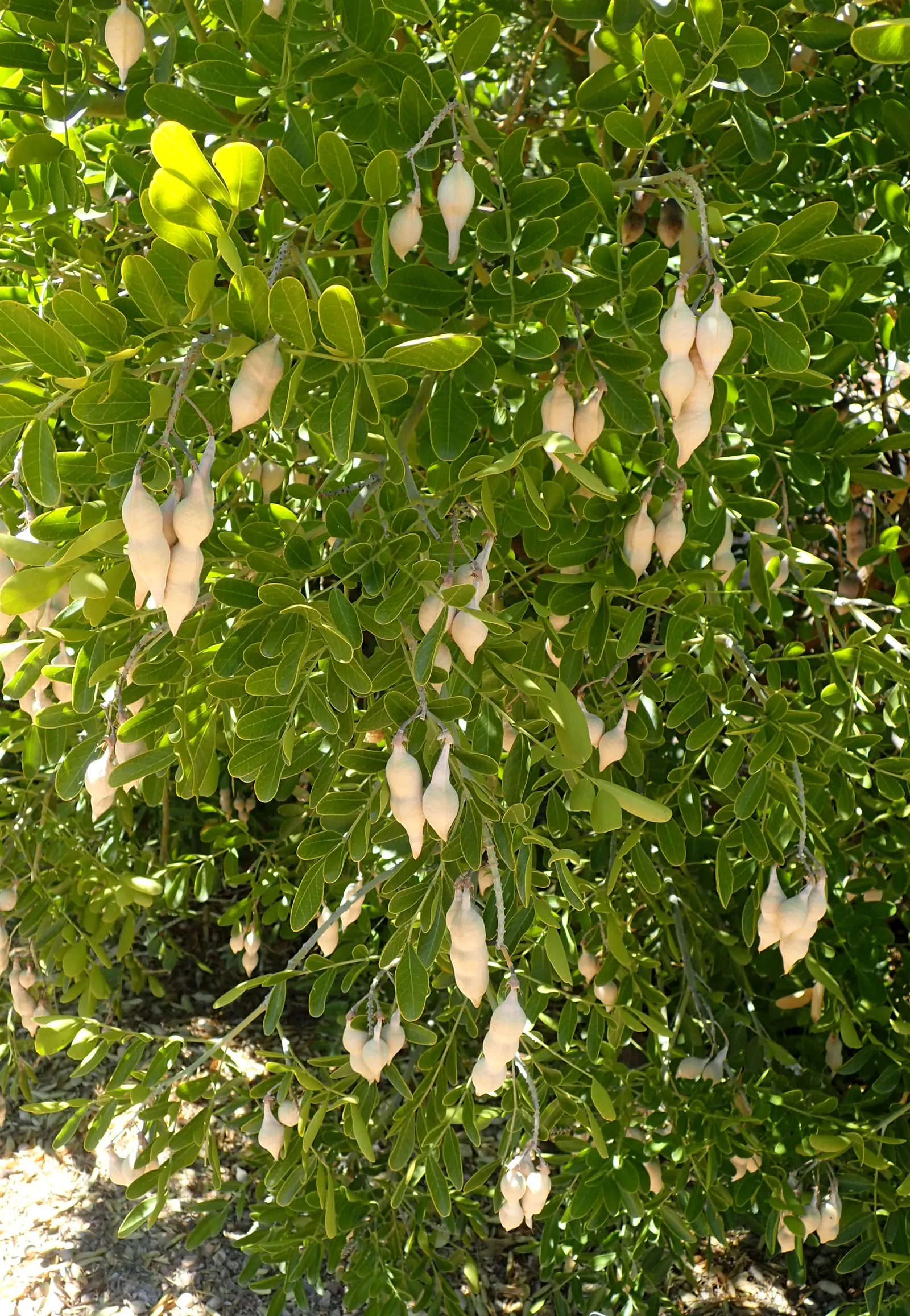 Texas Mountain Laurel (Sophora Secundiflora) — purple flowers in the garden; ornamental flair to any landscape design with its compact size and slow growth rate