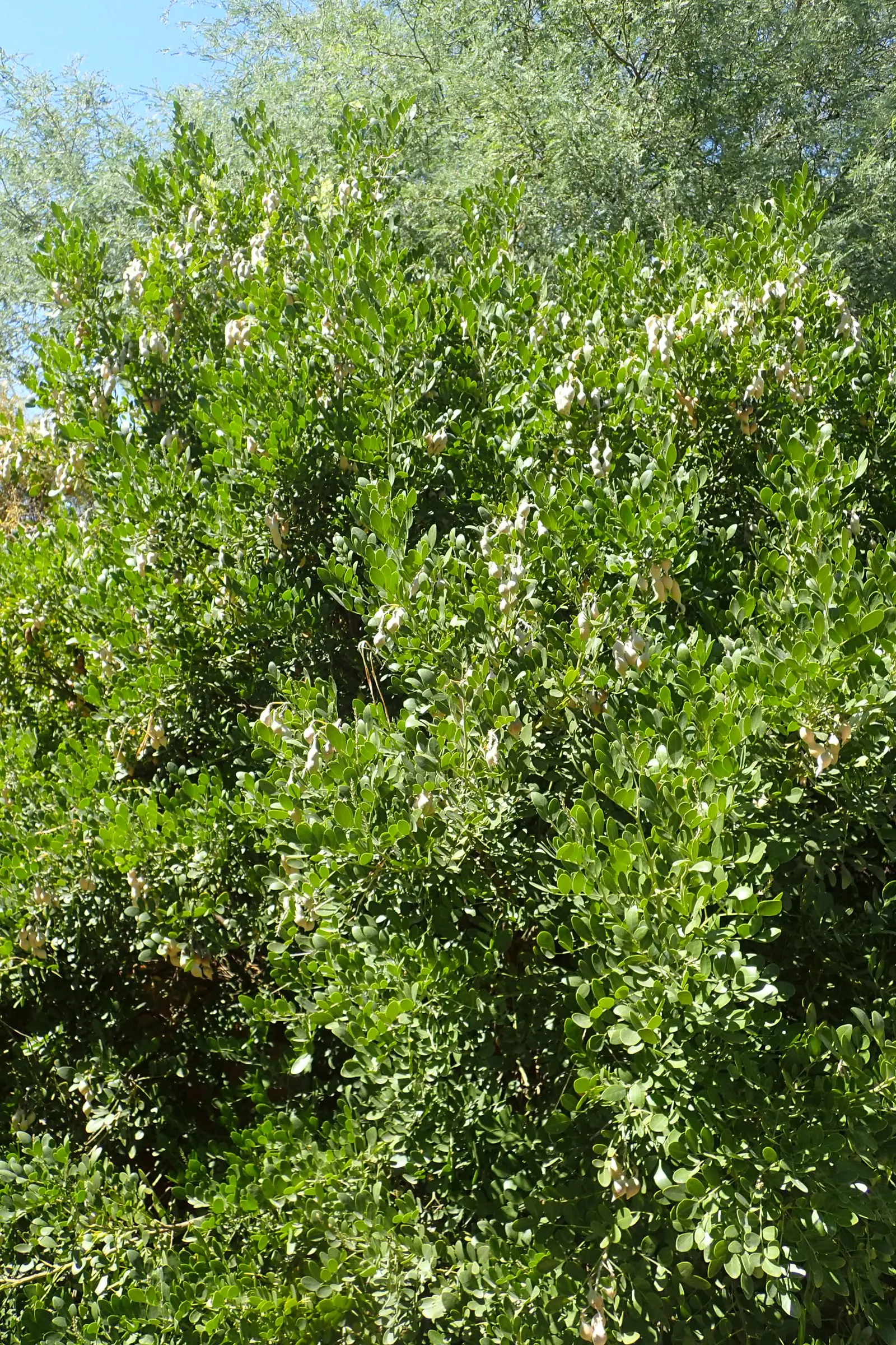 Texas Mountain Laurel (Sophora Secundiflora) — This native dazzles with dense, glossy leaves and drooping clusters of fragrant purple blossoms each, image 53