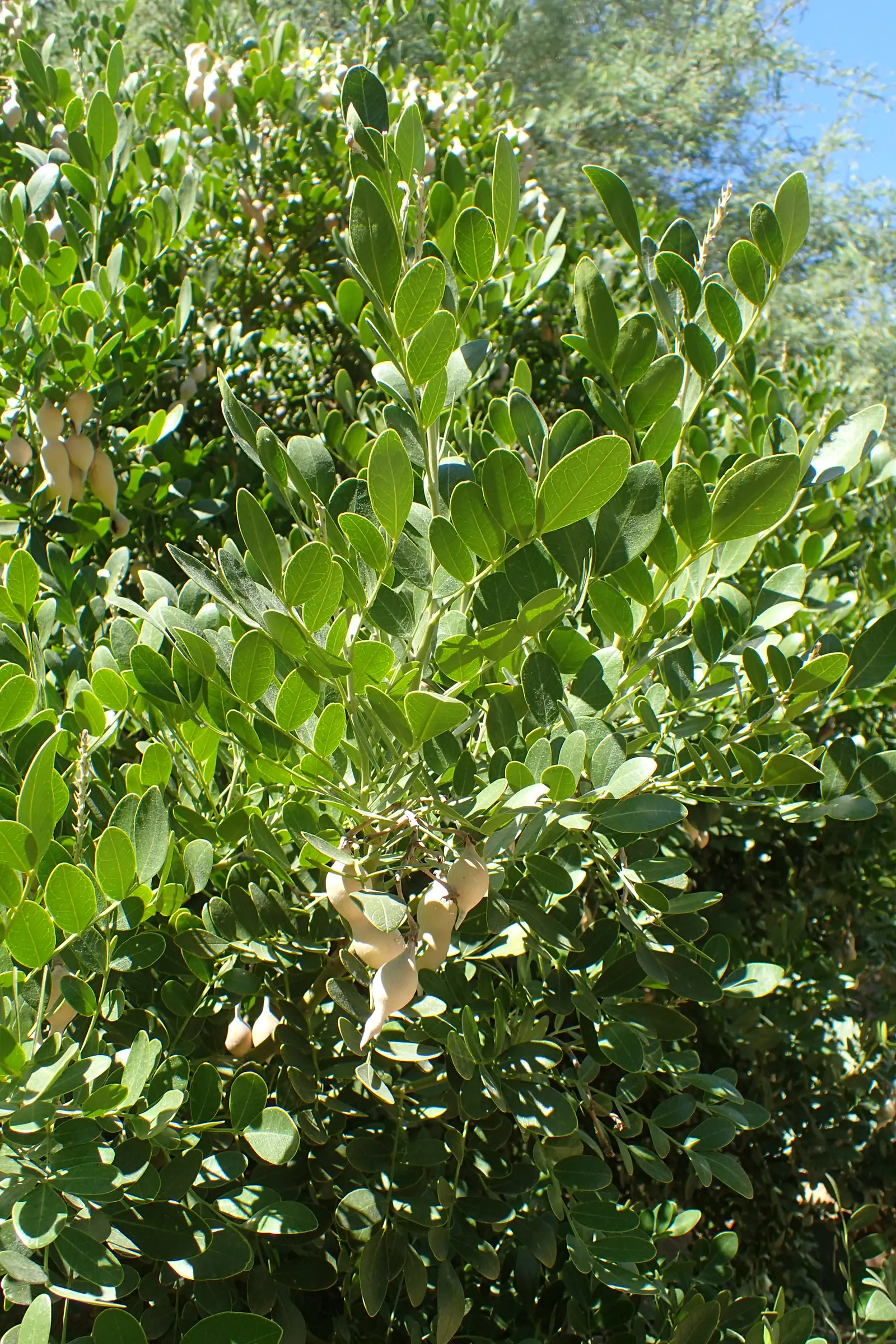 Texas Mountain Laurel (Sophora Secundiflora) — is an evergreen shrub or small tree that adds a robust