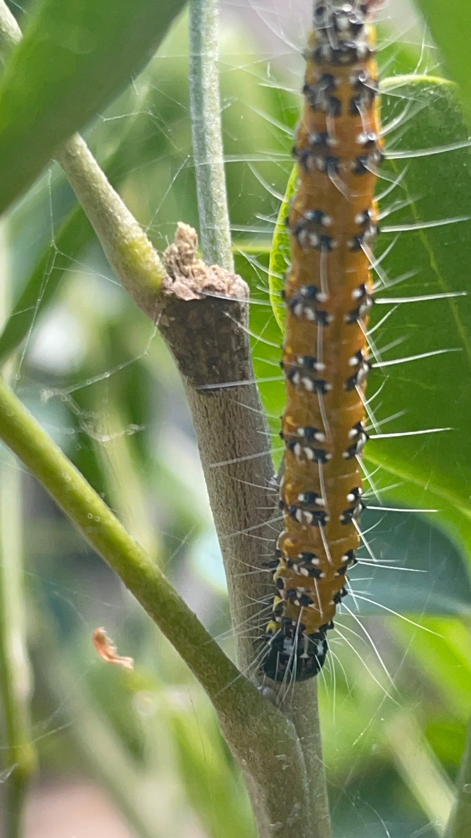Texas Mountain Laurel (Sophora Secundiflora) — <br><br>This laurel's hardiness zones are 7b through 10b, and it requires minimal maintenance once, image 43