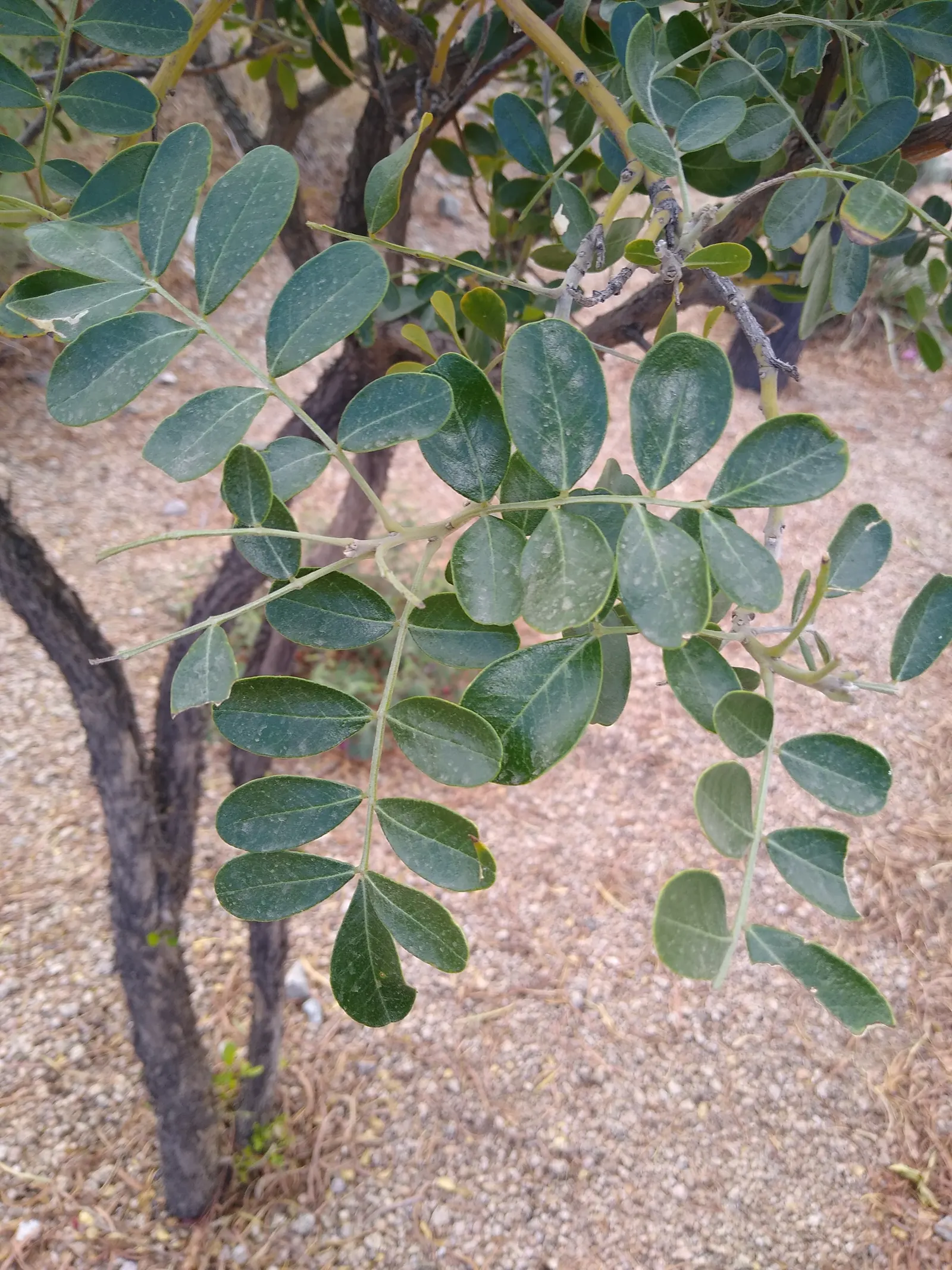 Texas Mountain Laurel (Sophora Secundiflora) — shrub / tree for full