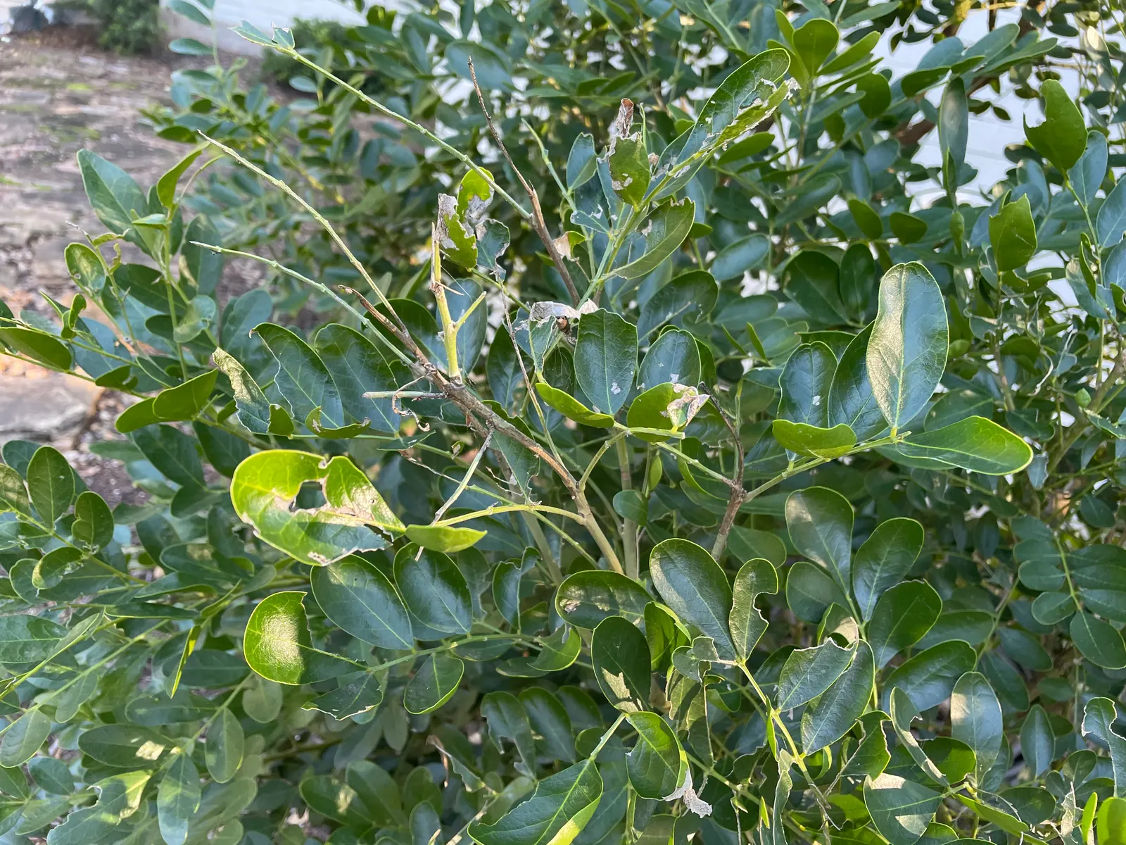 Texas Mountain Laurel (Sophora Secundiflora) — It thrives in well-drained soils and full sun to part shade