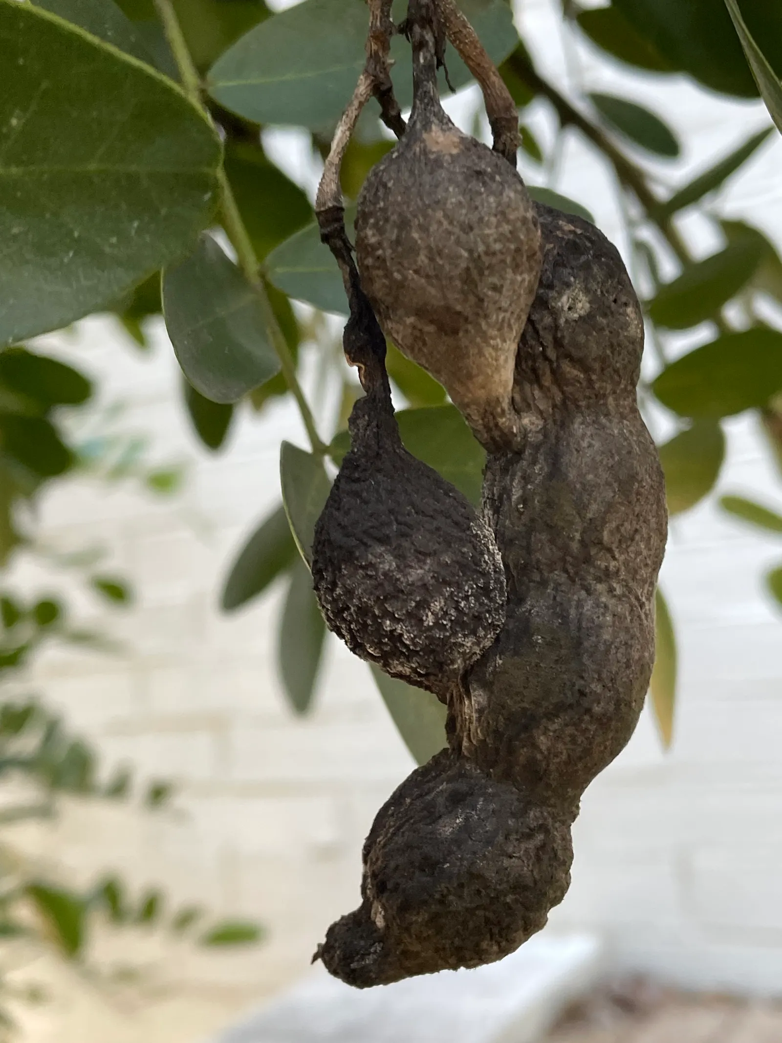 Texas Mountain Laurel (Sophora Secundiflora) — naturally occurring on dry; typically reaching heights of 10 to 15 feet and spreading out 6 to 12 feet