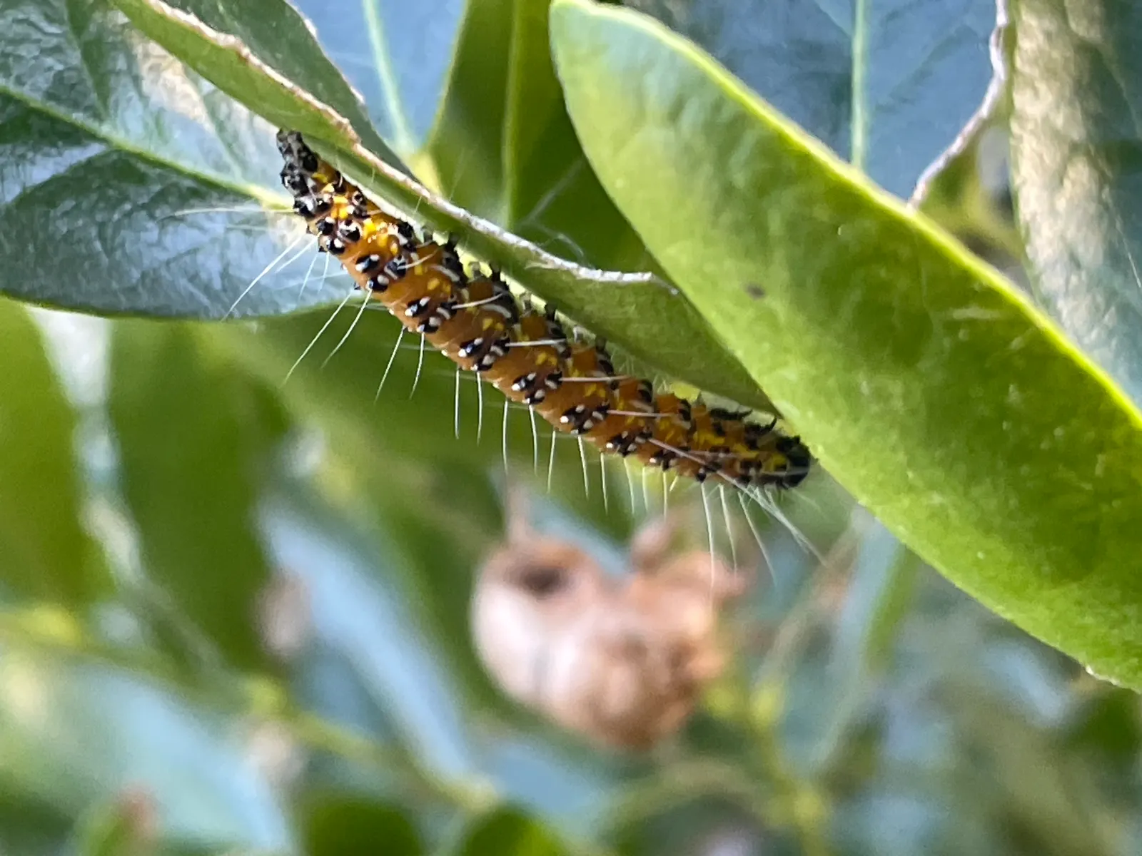 Texas Mountain Laurel (Sophora Secundiflora) — These grape-soda-scented clusters are typically 2 to 3 inches long and can draw in a variety of pollinators