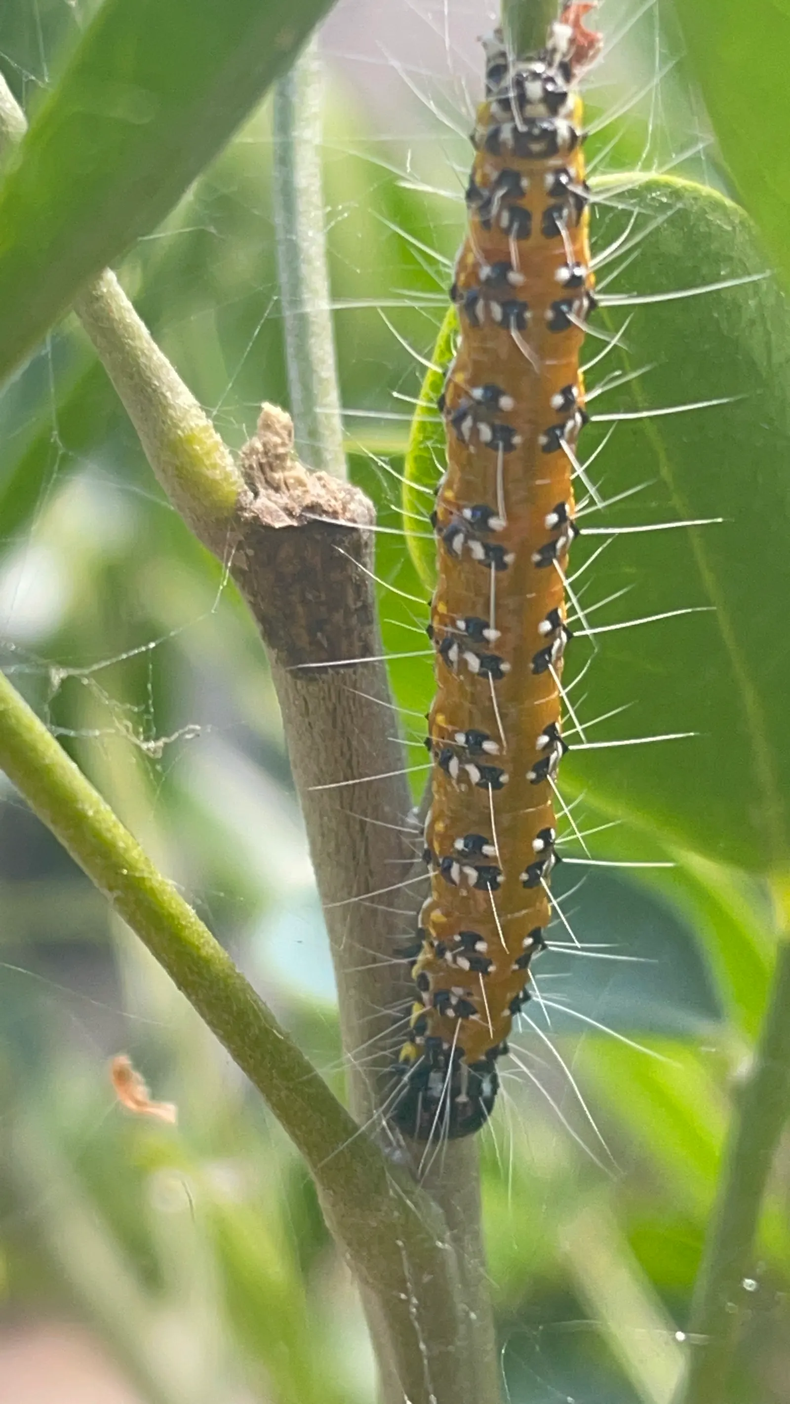 Texas Mountain Laurel (Sophora Secundiflora) — each leaflet measuring up to 1 inch long