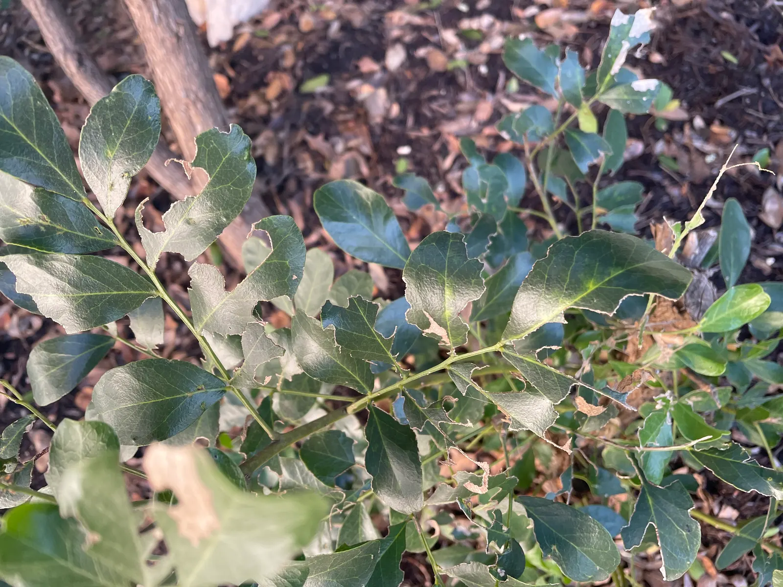 Texas Mountain Laurel (Sophora Secundiflora) — The plant's adaptability is noteworthy; reaching 10-15ft in height and 10ft in width, image 65
