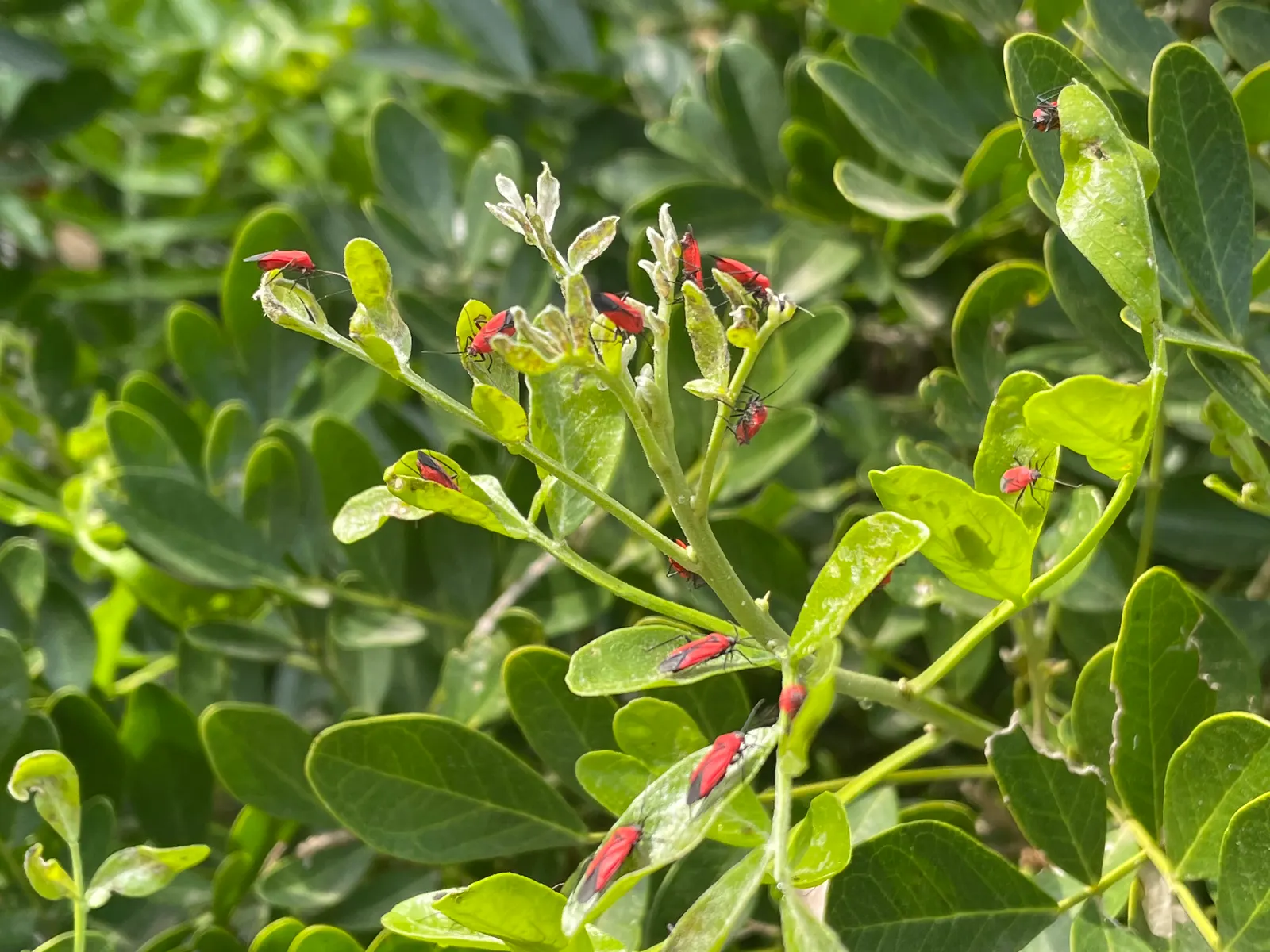 Texas Mountain Laurel (Sophora Secundiflora) — it is an excellent choice for gardens where manageable sizes are preferred