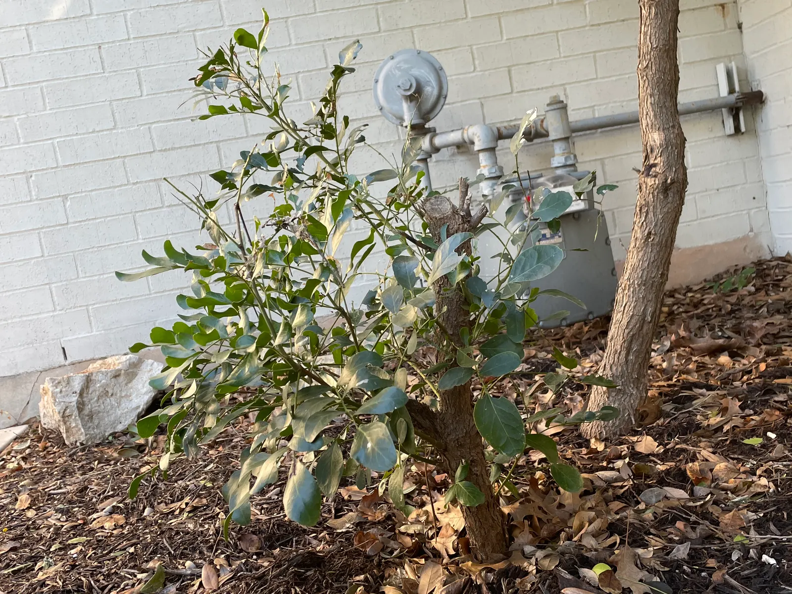 Texas Mountain Laurel (Sophora Secundiflora) — This native dazzles with dense, glossy leaves and drooping clusters of fragrant purple blossoms each spring