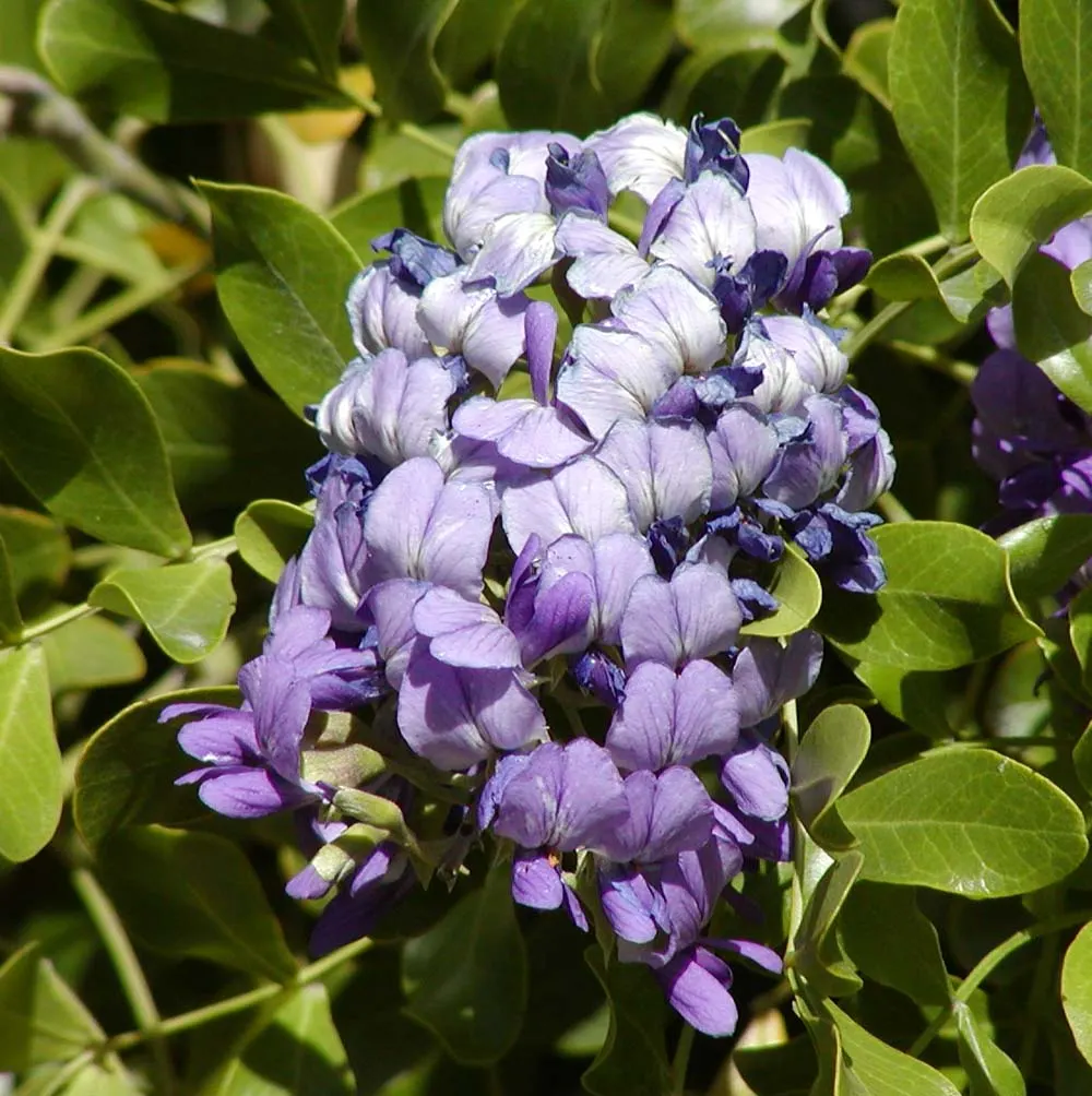 Texas Mountain Laurel (Sophora Secundiflora) — Once established, it's drought-tolerant, making it an ideal, low-maintenance choice for Southern landscapes; is