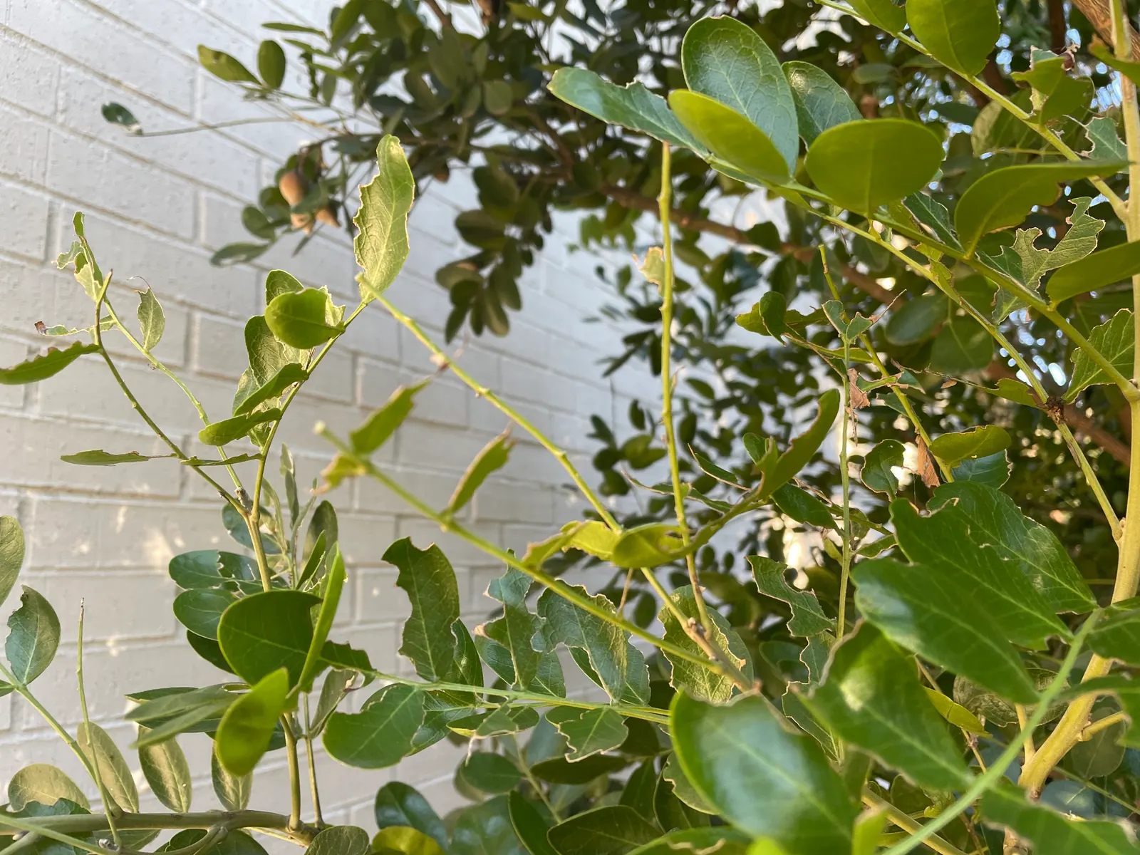 Texas Mountain Laurel (Sophora Secundiflora) — embodying the robust spirit of Texan flora; the Texas Mountain Laurel (Sophora secundiflora) is an evergreen