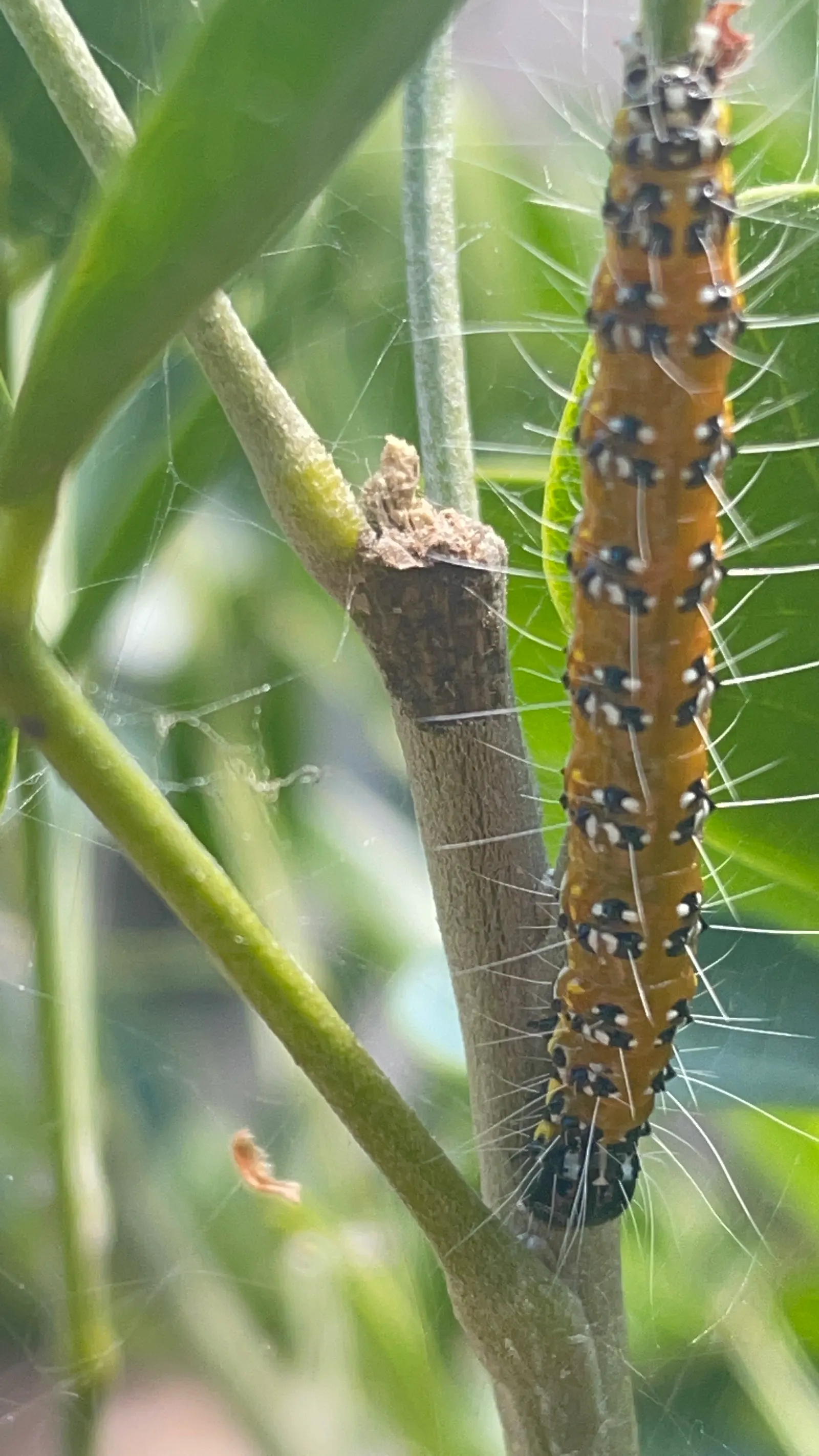 Texas Mountain Laurel (Sophora Secundiflora) — These grape-soda-scented clusters are typically 2 to 3 inches long and can draw in a variety of, image 64