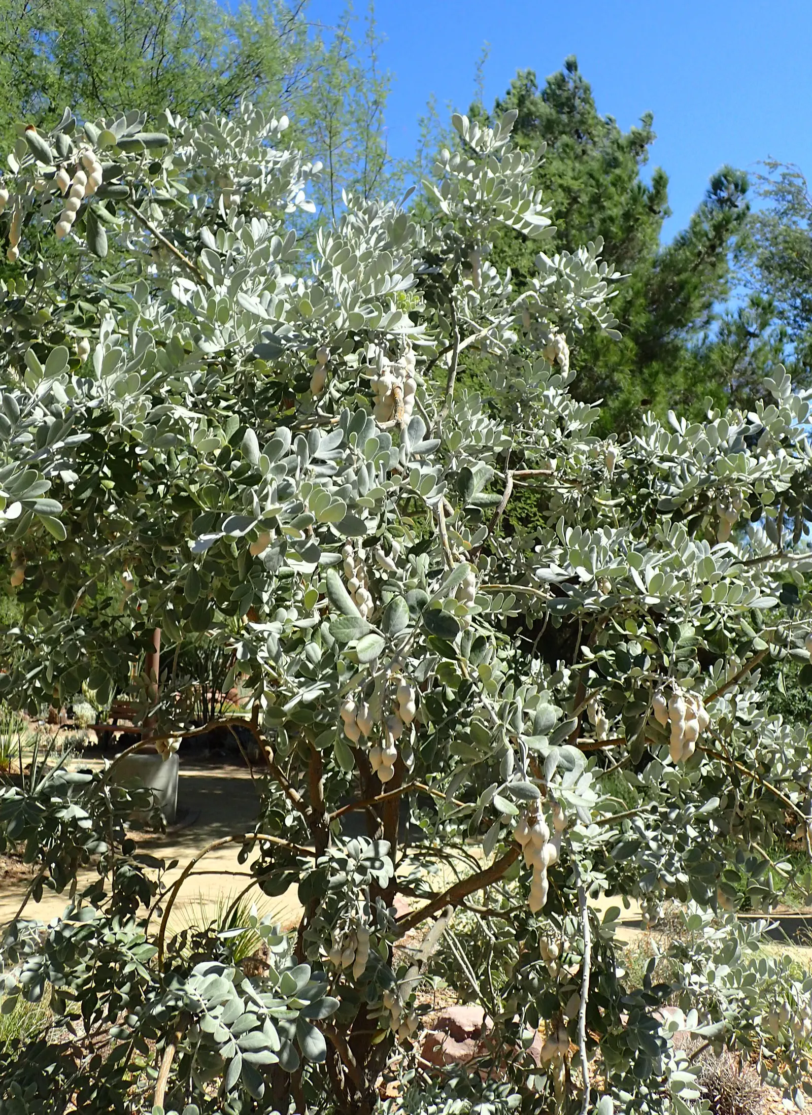 Texas Mountain Laurel (Sophora Secundiflora) — scientifically named Sophora secundiflora; these grape-soda-scented clusters are typically 2 to 3, image 56