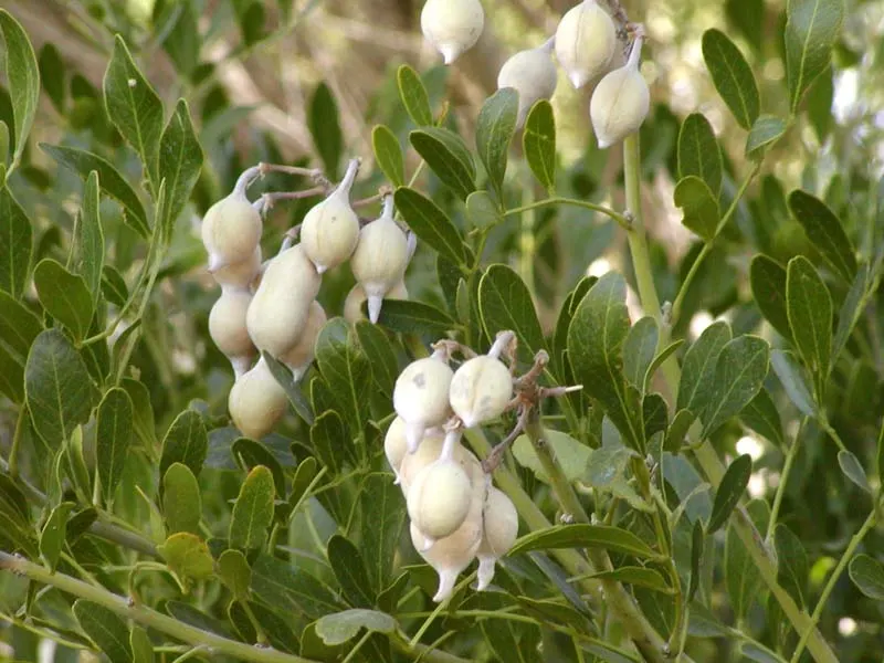 Texas Mountain Laurel (Sophora Secundiflora) — reaching 10-15ft in height and 10ft in width; multi-stemmed trunk supports a dense crown of glossy