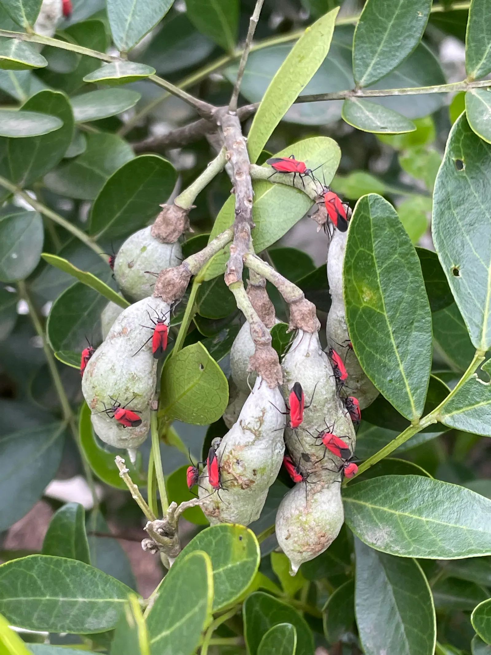 Texas Mountain Laurel (Sophora Secundiflora) — shrub / tree with purple blooms