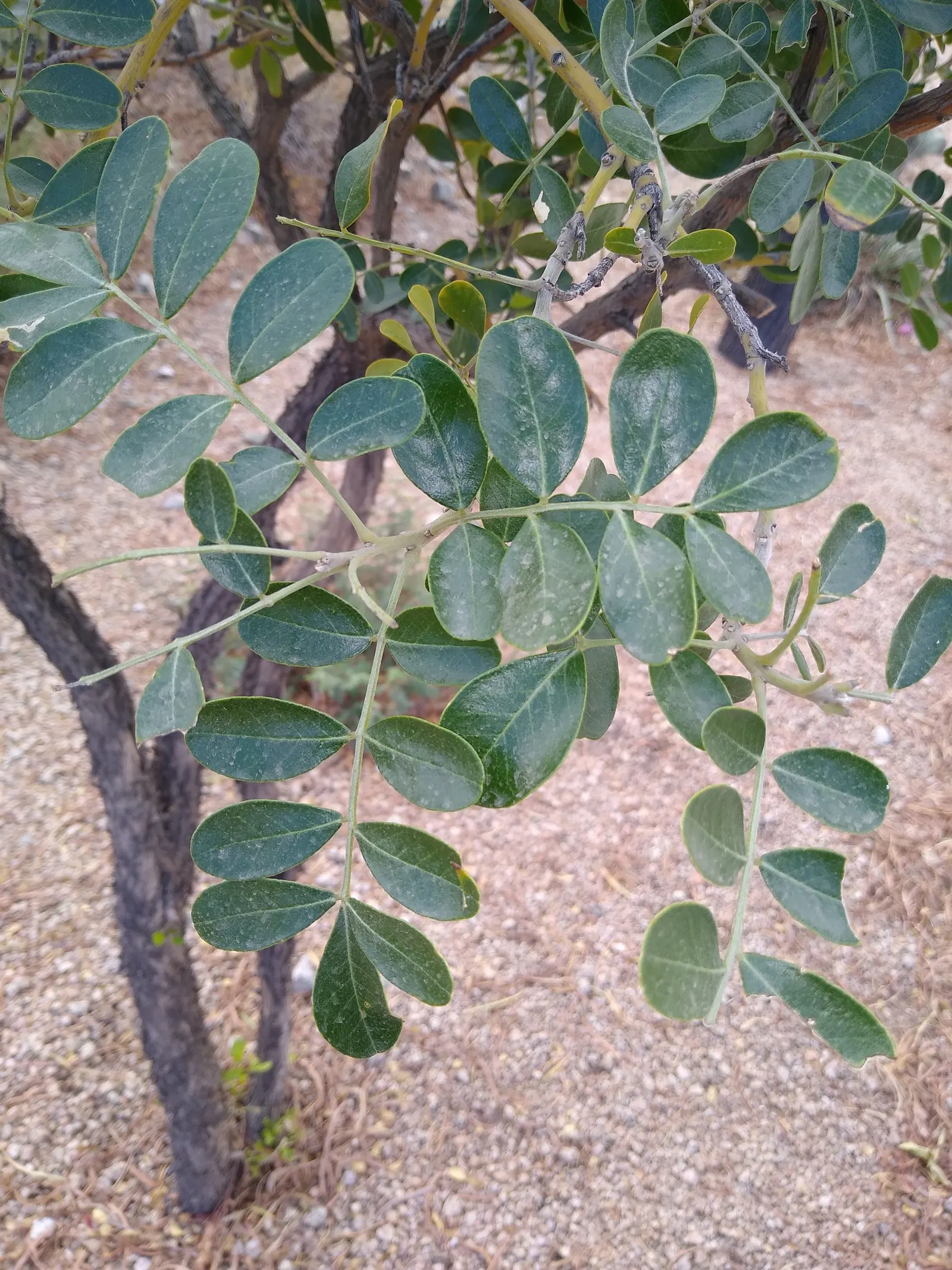 Texas Mountain Laurel (Sophora Secundiflora) — The plant's adaptability is noteworthy