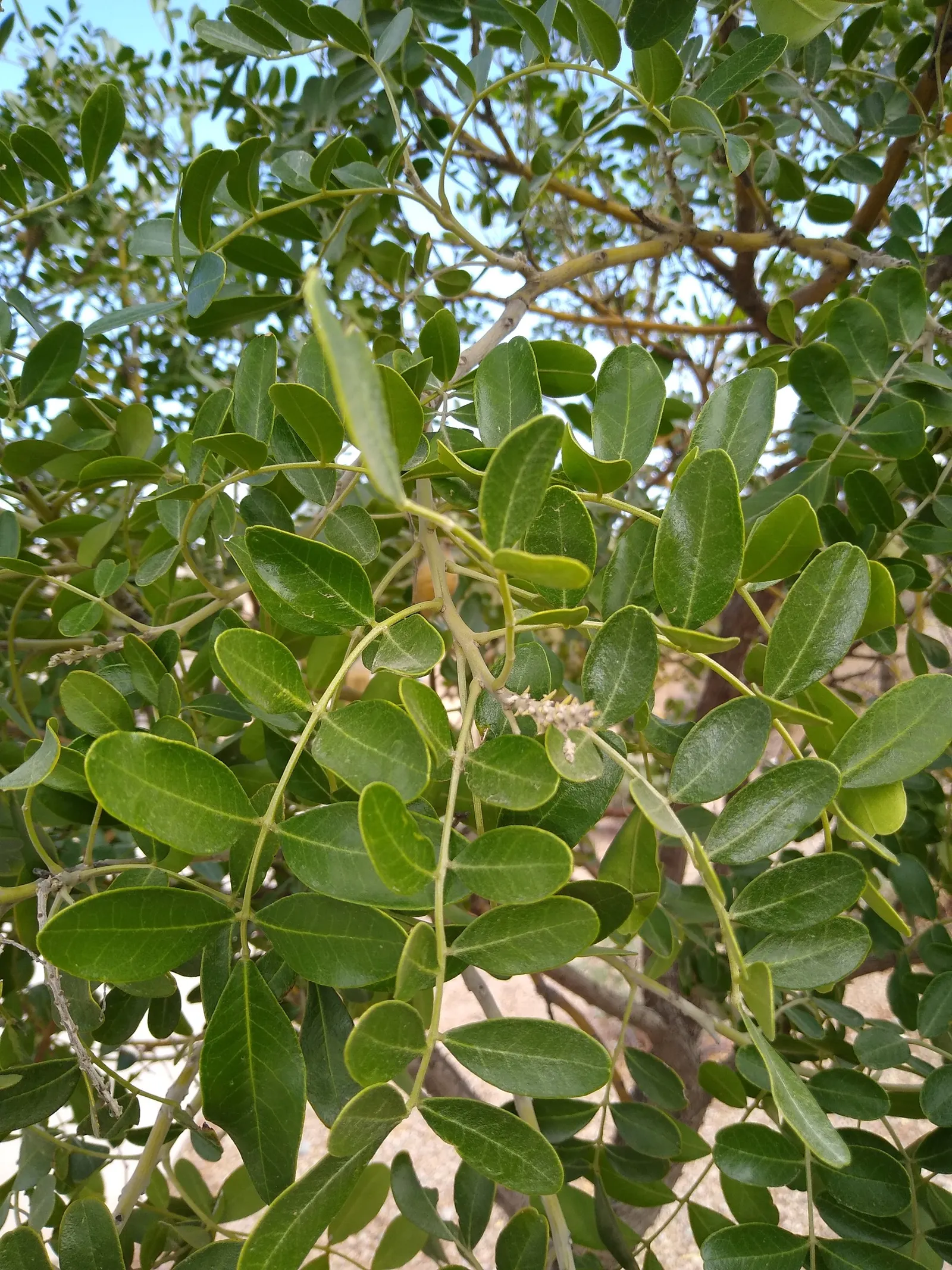 Texas Mountain Laurel (Sophora Secundiflora) — It is also resistant to deer, which makes it a worthy contender for less-fenced landscapes