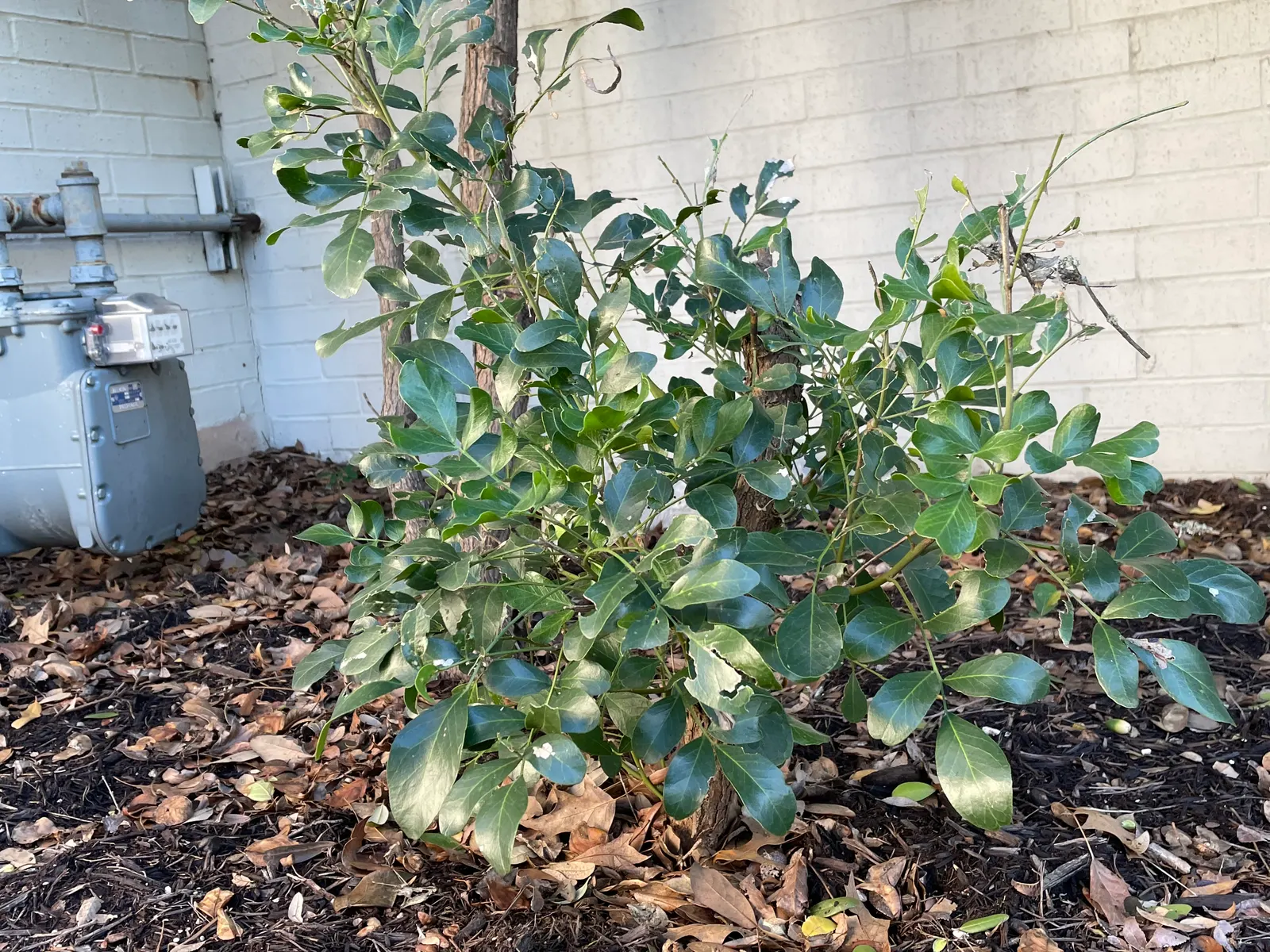 Texas Mountain Laurel (Sophora Secundiflora) — scientifically named Sophora secundiflora; these grape-soda-scented clusters are typically 2 to 3 inches long
