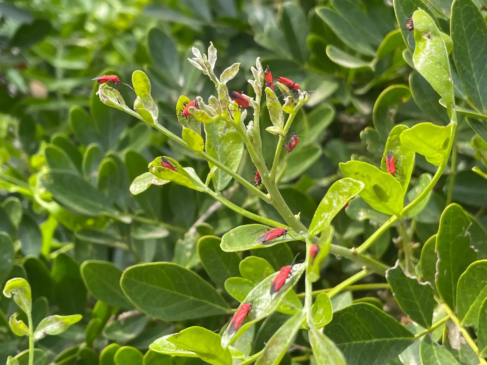 Texas Mountain Laurel (Sophora Secundiflora) — One note of caution: the red seeds produced are highly toxic when ingested; each leaflet measuring up to 1 inch