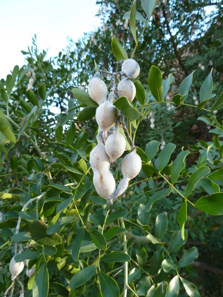 Texas Mountain Laurel (Sophora Secundiflora) — The plant's adaptability is noteworthy; reaching 10-15ft in height and 10ft in width