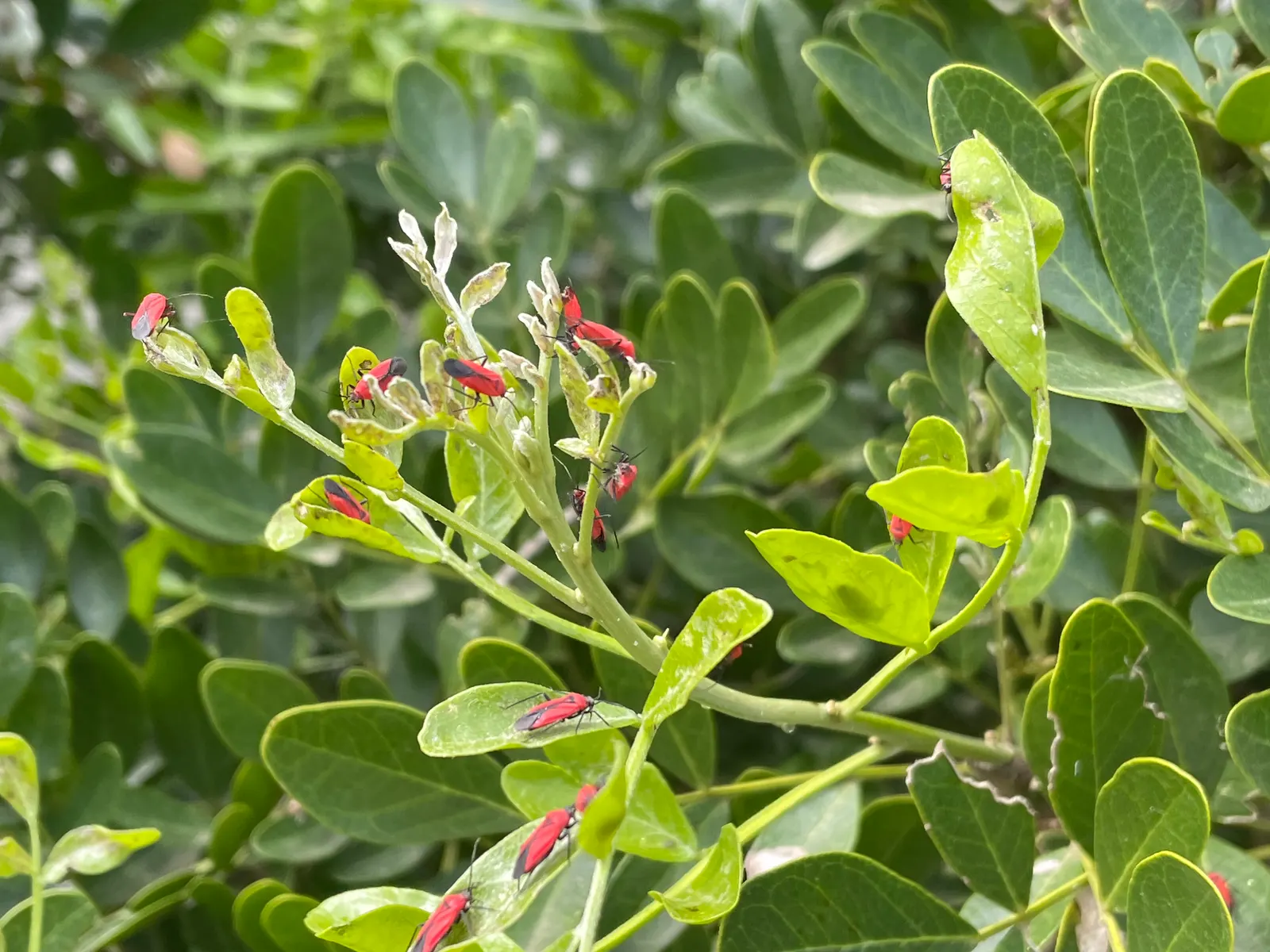 Texas Mountain Laurel (Sophora Secundiflora) — <br><br>This laurel's hardiness zones are 7b through 10b, and it requires minimal maintenance once established