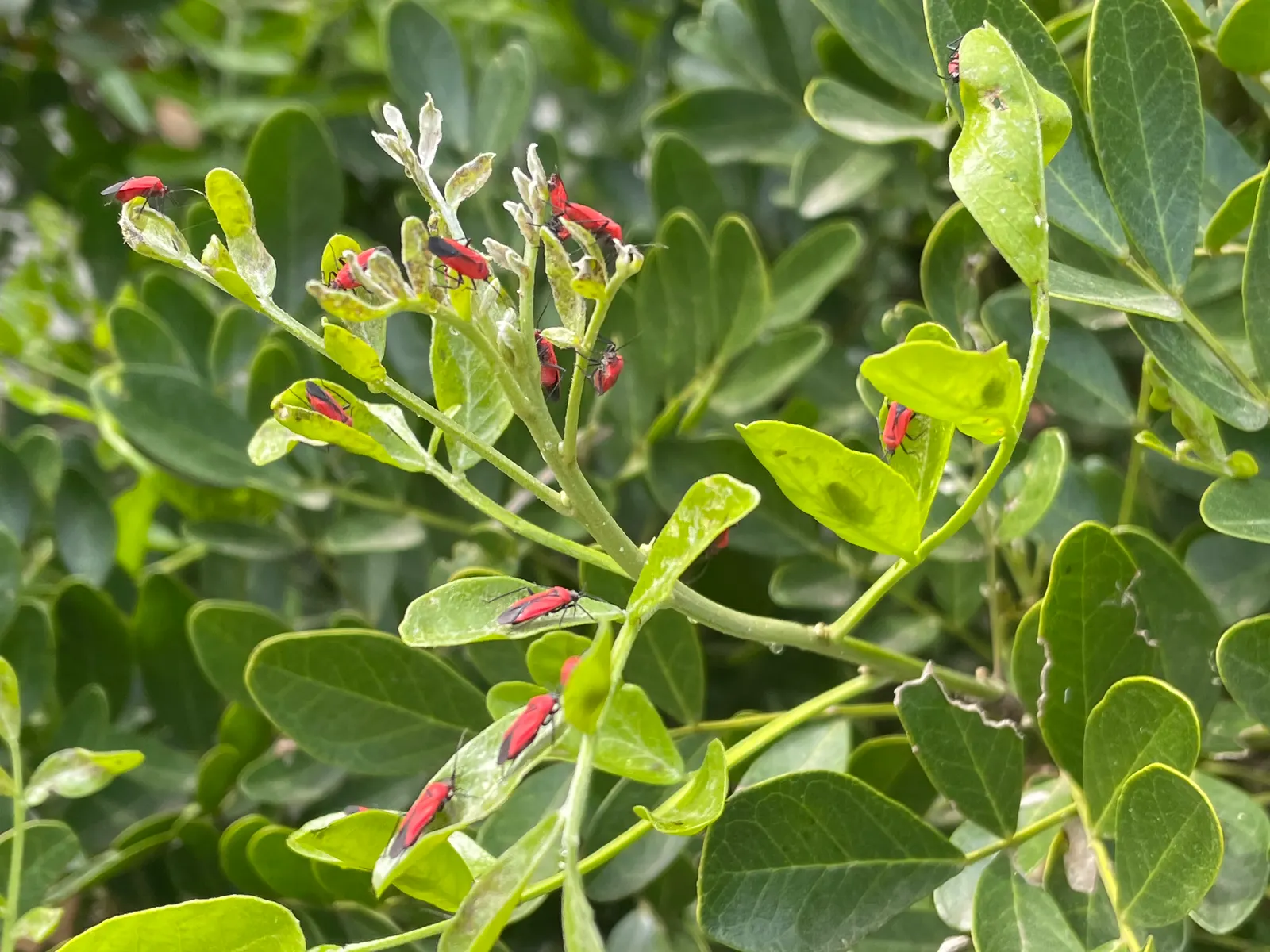 Texas Mountain Laurel (Sophora Secundiflora) — each leaflet measuring up to 1 inch long; scientifically named Sophora secundiflora, image 62