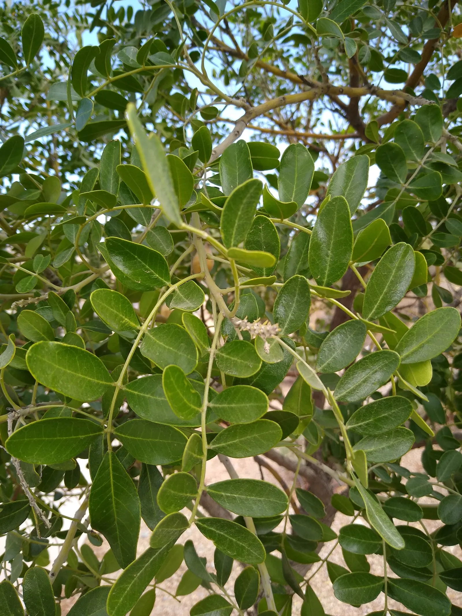 Texas Mountain Laurel (Sophora Secundiflora) — Typically reaching heights of 10 to 15 feet and spreading out 6 to 12 feet; it is an excellent, image 59