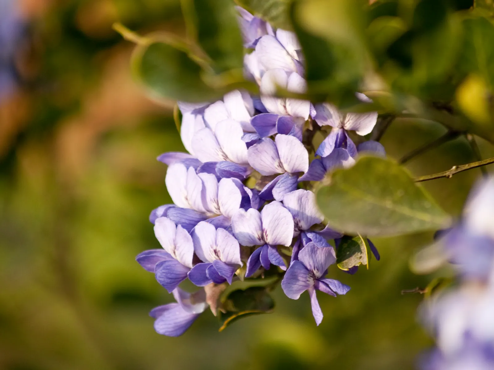 Texas Mountain Laurel (Sophora Secundiflora) — It thrives in well-drained soils and full sun to part shade; shrub / tree for full