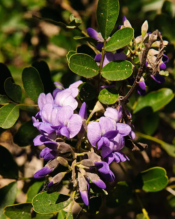 Texas Mountain Laurel (Sophora Secundiflora) — Typically reaching heights of 10 to 15 feet and spreading out 6 to 12 feet; it is an excellent choice for