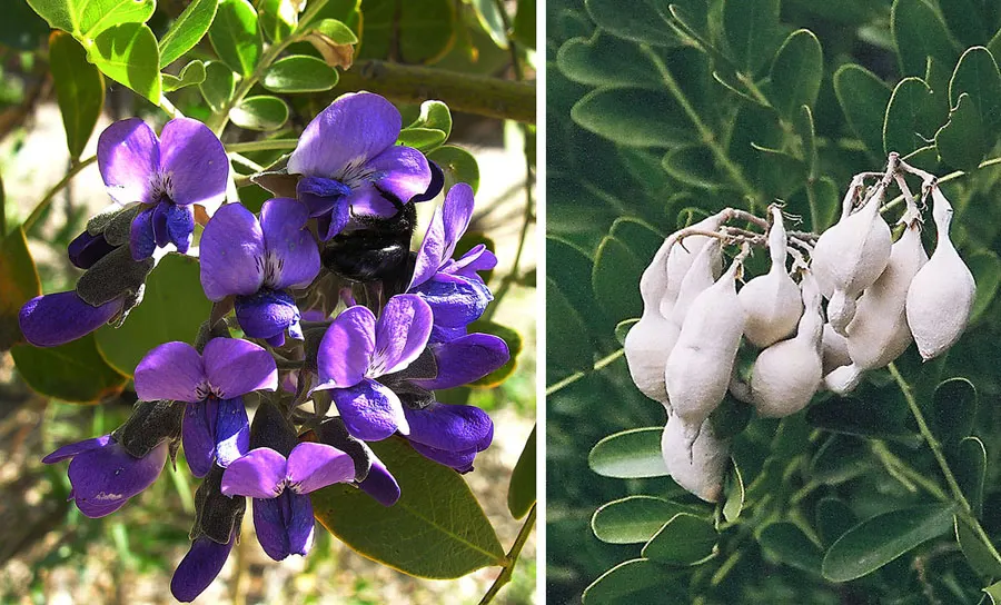 Texas Mountain Laurel (Sophora Secundiflora) — This native dazzles with dense, glossy leaves and drooping clusters of fragrant purple blossoms each, image 28