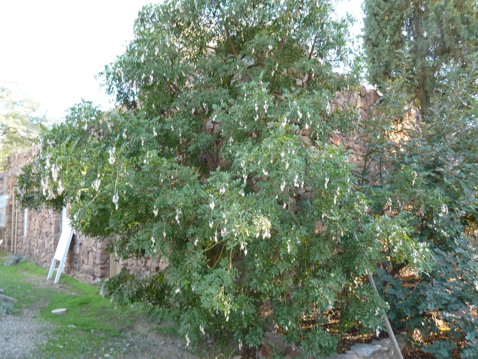 Texas Mountain Laurel (Sophora Secundiflora) — reaching 10-15ft in height and 10ft in width
