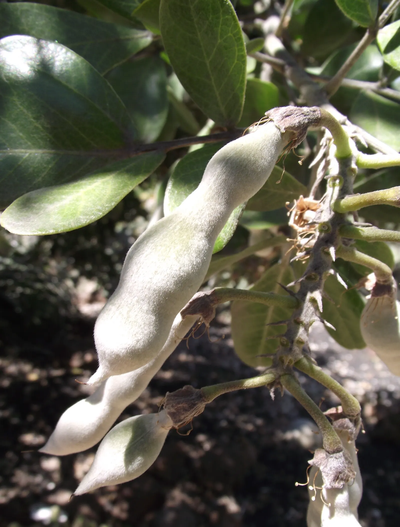 Texas Mountain Laurel (Sophora Secundiflora) — is an evergreen shrub or small tree that adds a robust; the Texas Mountain Laurel is not only an attractive