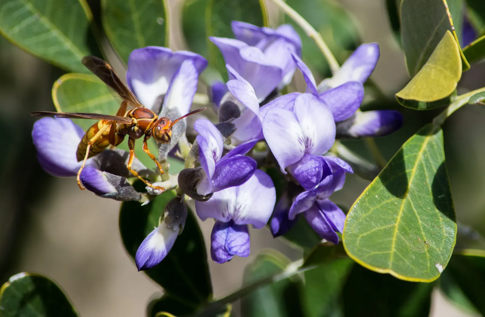 Texas Mountain Laurel (Sophora Secundiflora) — One note of caution: the red seeds produced are highly toxic when ingested
