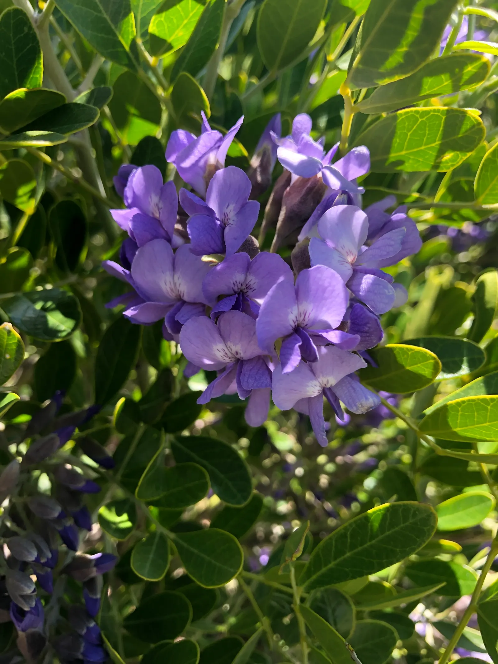Texas Mountain Laurel (Sophora Secundiflora) — naturally occurring on dry